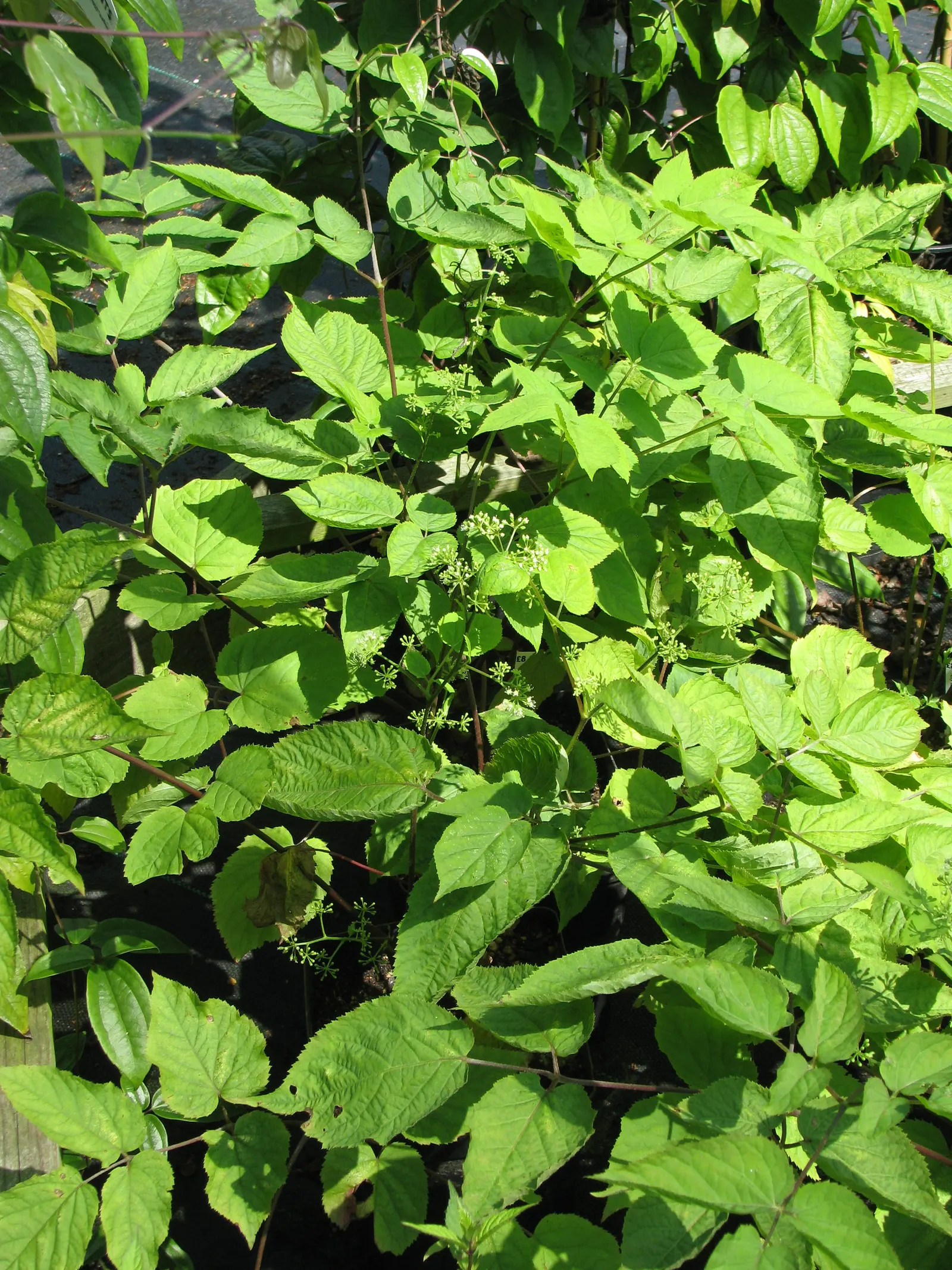 American Spikenard (Aralia Racemosa) — is a deciduous perennial plant native to the rich woodlands of Eastern North America