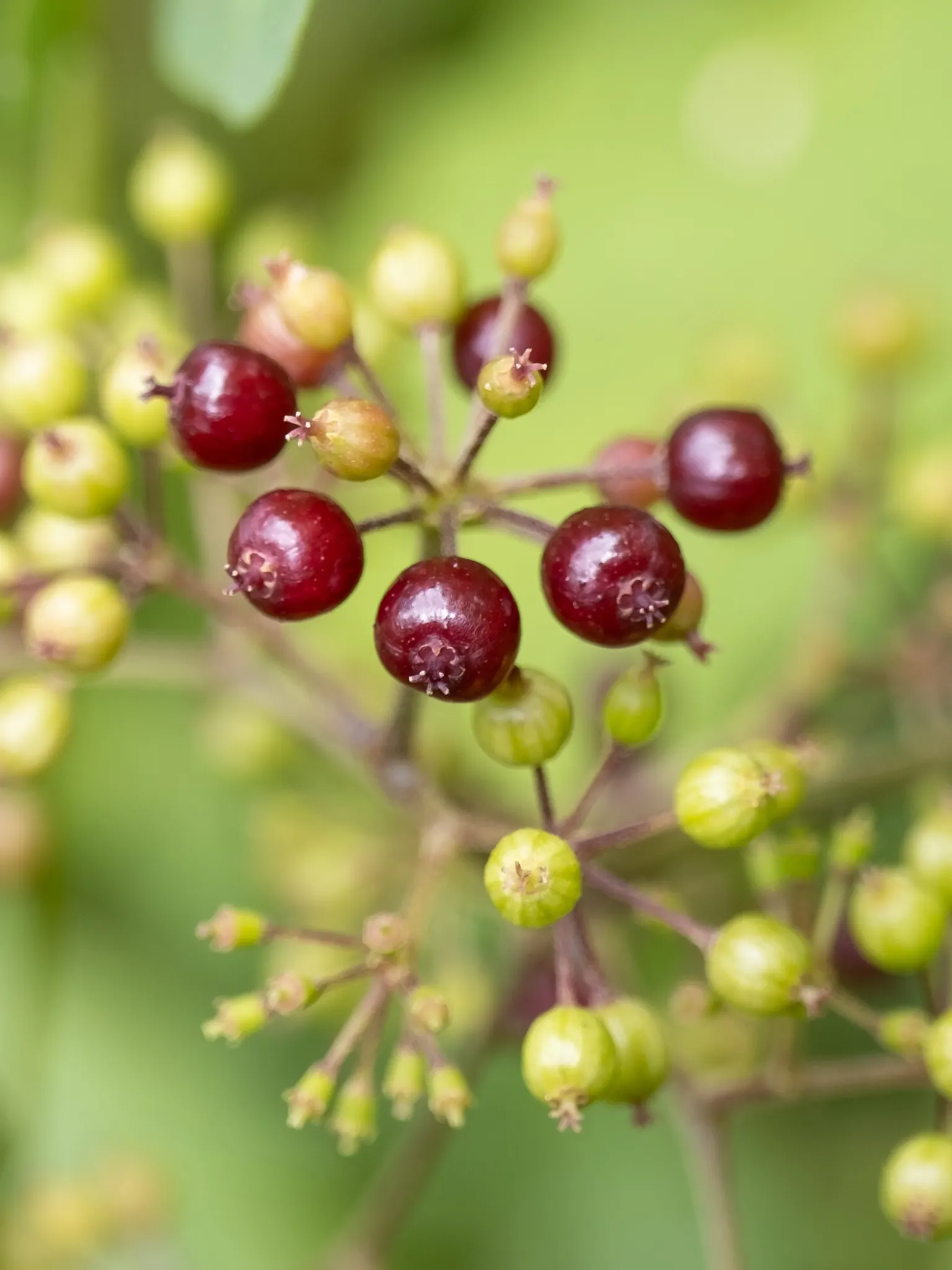 American Spikenard (Aralia Racemosa) — white to greenish flowers in feathery racemes; coarse texture in the landscape.<br><br>Reaching an average, image 70