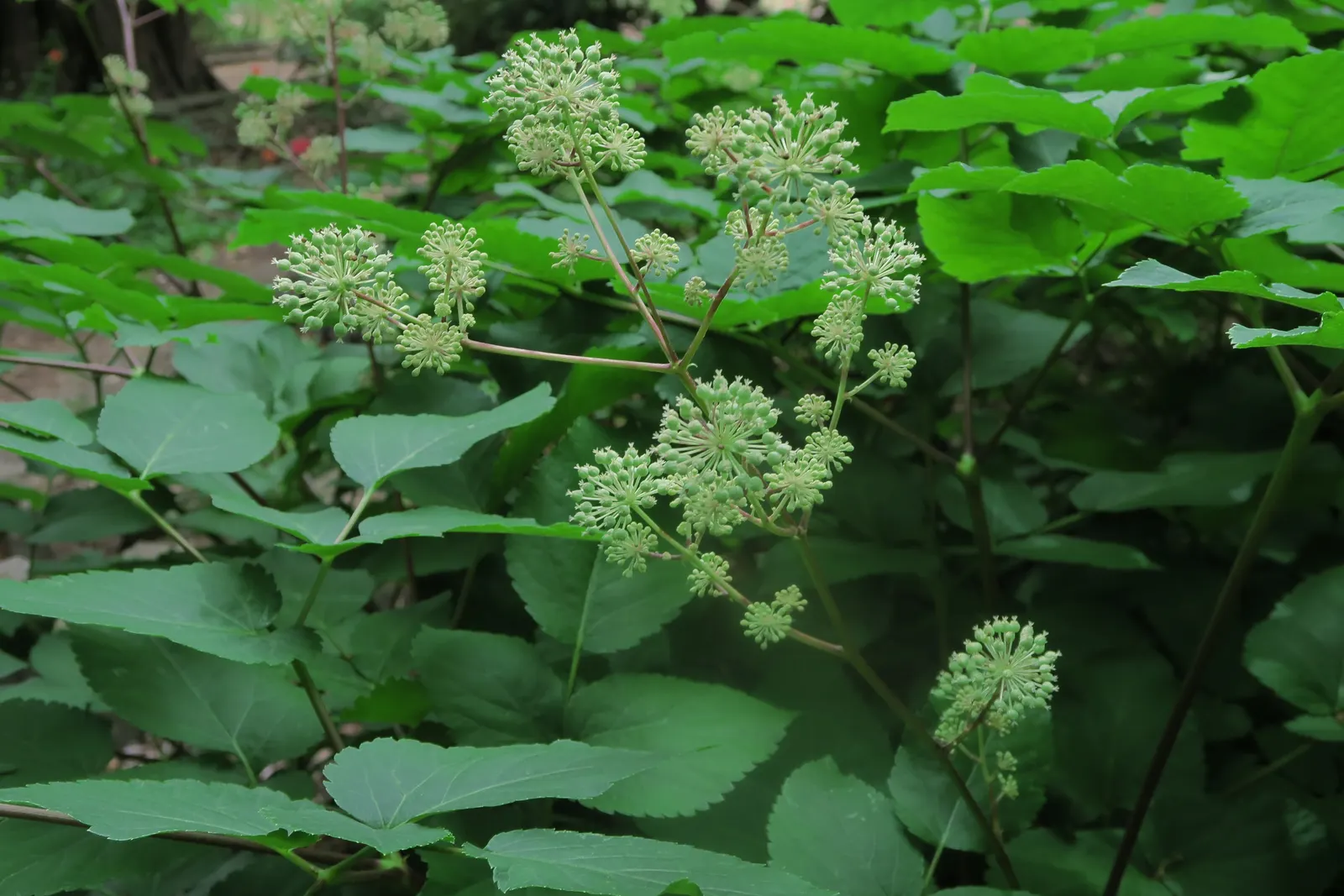 American Spikenard (Aralia Racemosa) — perennial for full or half