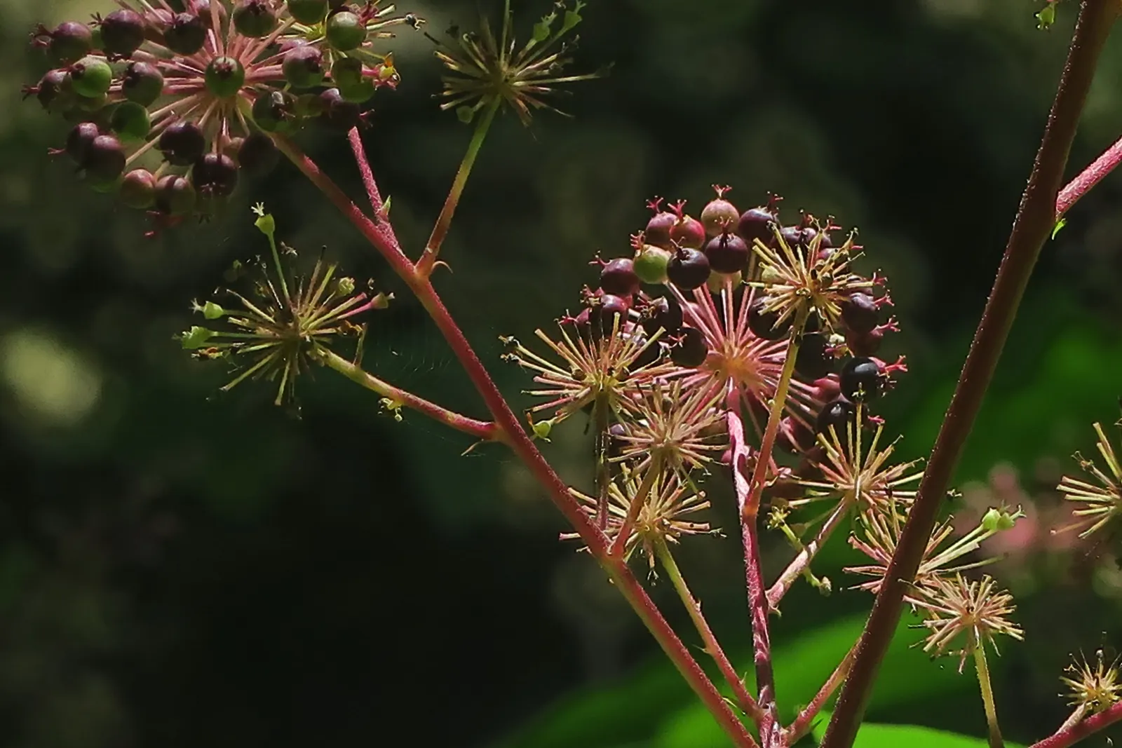 American Spikenard (Aralia Racemosa) — followed by dark purple berries; compound racemes in summer