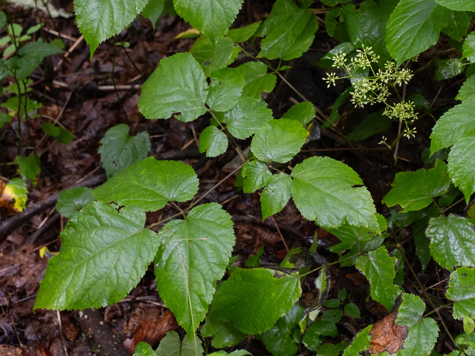 American Spikenard (Aralia Racemosa) — providing both aesthetic appeal and ecological benefits; compound racemes in summer