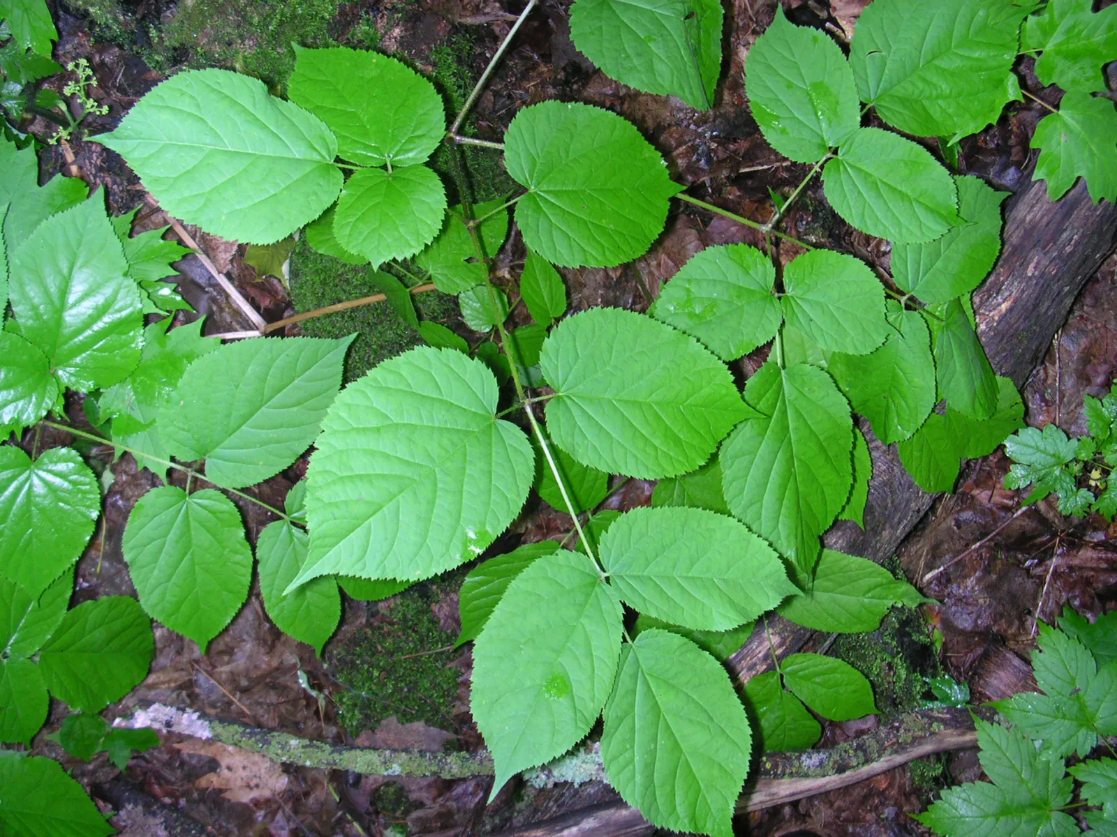American Spikenard (Aralia Racemosa) — coarse texture in the landscape.<br><br>Reaching an average height of 3 to 5 feet with a similar spread; which are also
