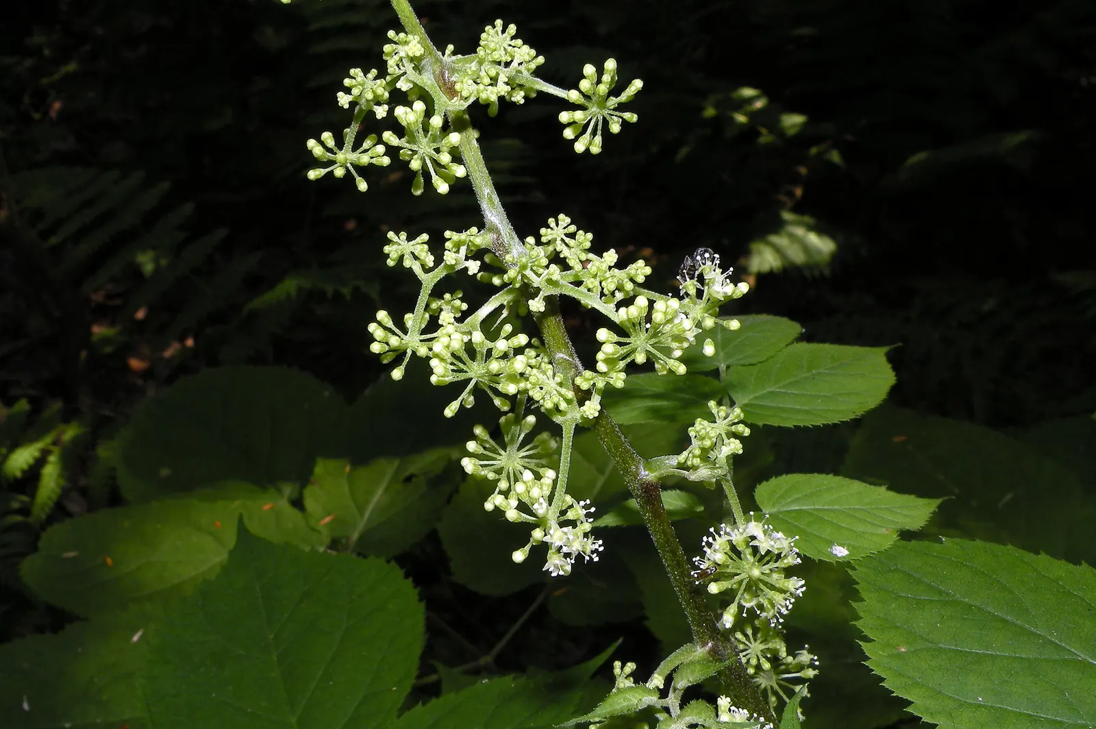 American Spikenard (Aralia Racemosa) — It is hardy in USDA zones 3 through 9