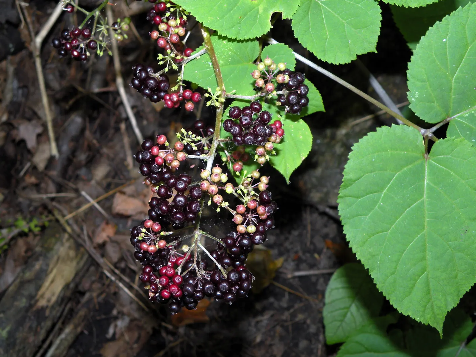 American Spikenard (Aralia Racemosa) — Reaching up to 3-4 feet tall with a similar spread