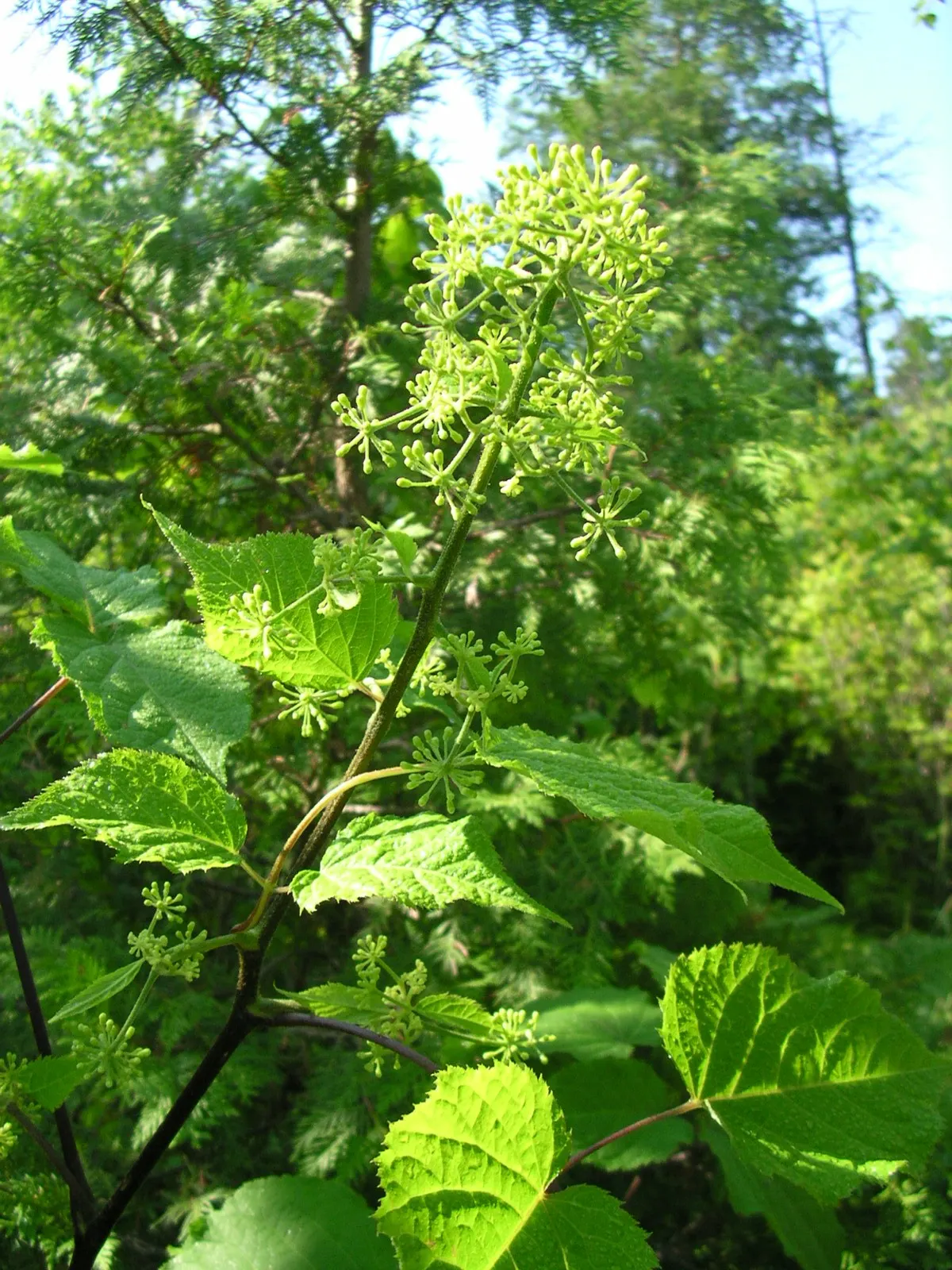 American Spikenard (Aralia Racemosa) — compound racemes in summer; providing both aesthetic appeal and ecological benefits
