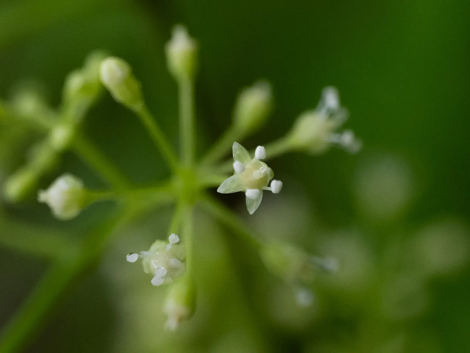 American Spikenard (Aralia Racemosa) — followed by dark purple berries