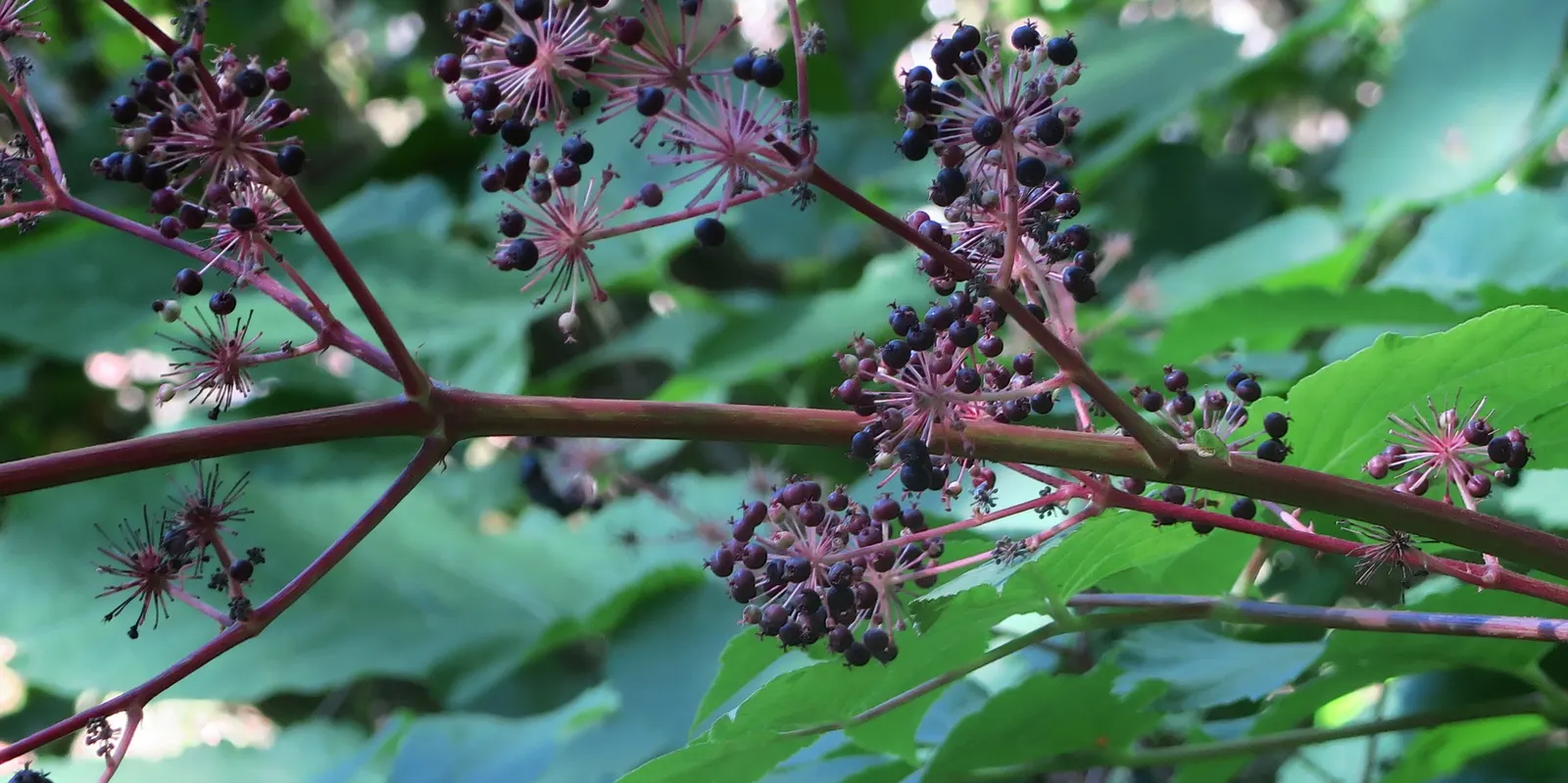 American Spikenard (Aralia Racemosa) — greenish-white flowers arranged in showy; which are also a food source for birds.<br><br>For optimal growth, image 59