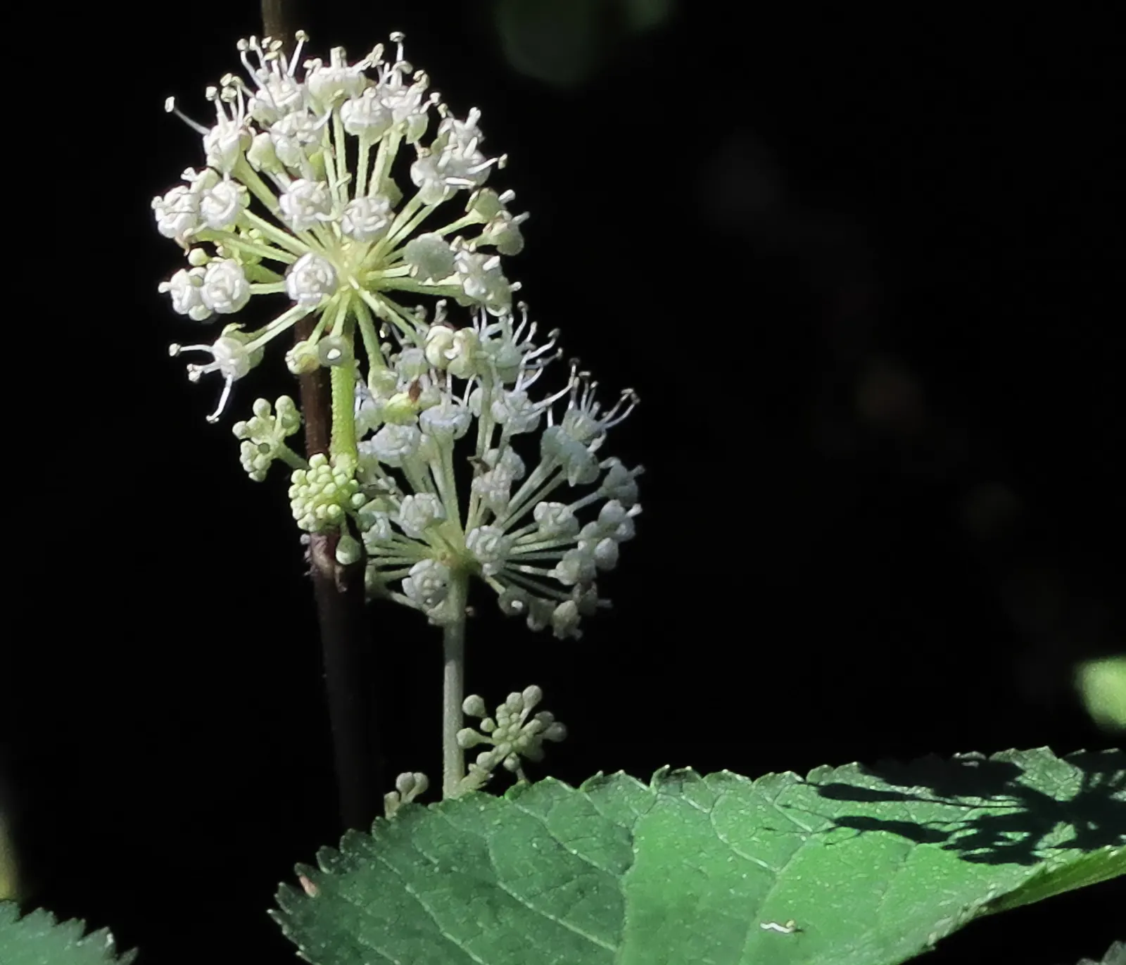 American Spikenard (Aralia Racemosa) — It is hardy in USDA zones 3 through 9; coarse texture in the landscape.<br><br>Reaching an average height of 3 to 5 feet