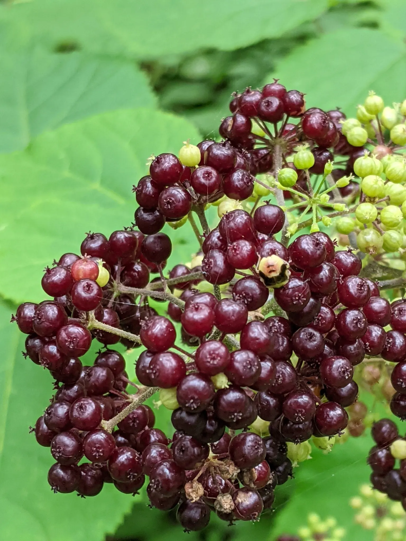 American Spikenard (Aralia Racemosa) — dark purple berries in the fall; compound racemes in summer
