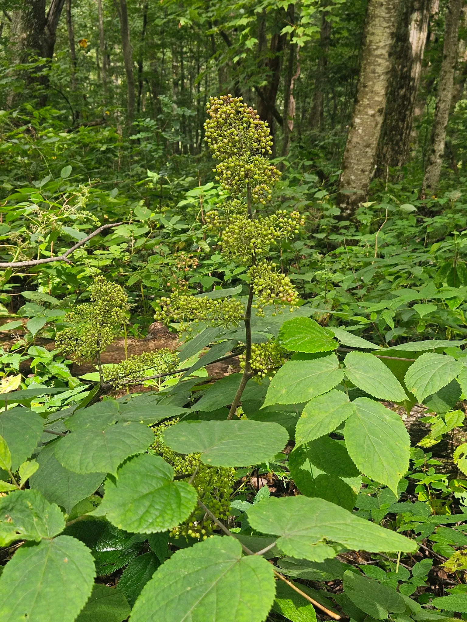 American Spikenard (Aralia Racemosa) — shade-tolerant herbaceous species that belongs to the Araliaceae family