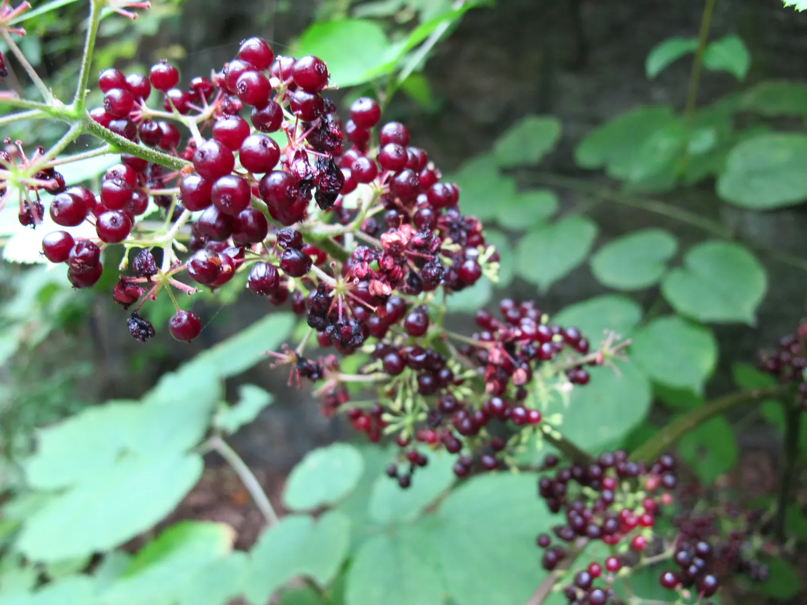 American Spikenard (Aralia Racemosa) — When considering its placement, ensure enough space is provided for its mature size; which are also a food source for