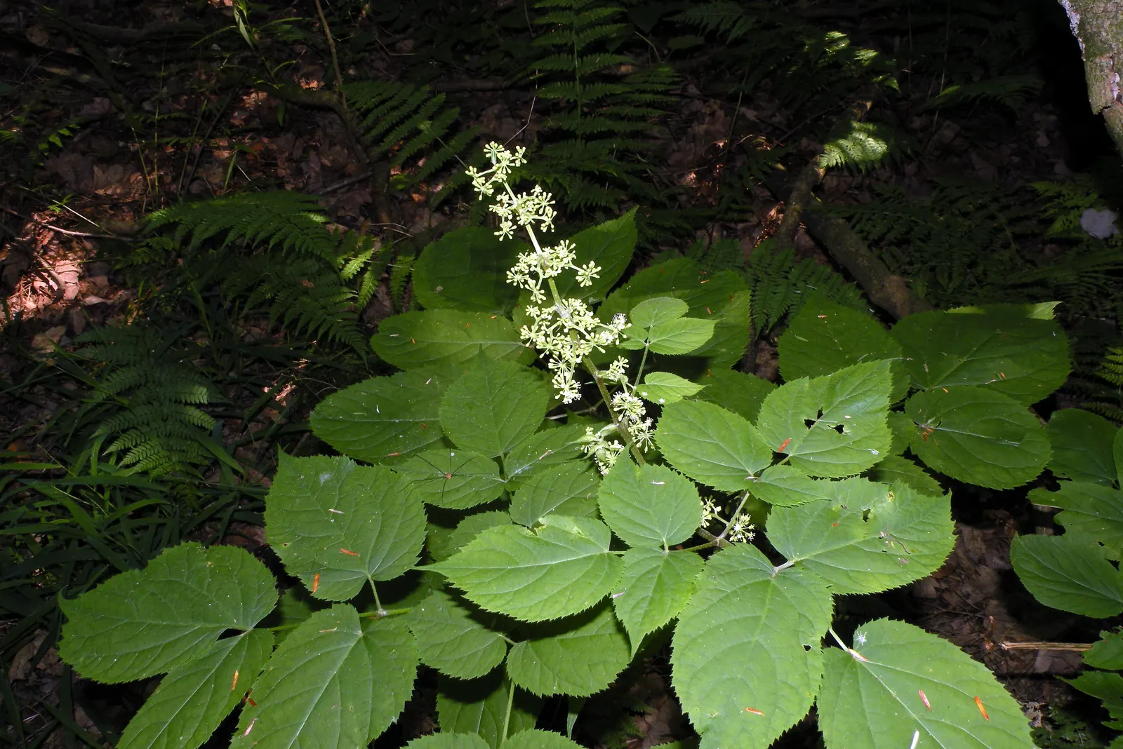 American Spikenard (Aralia Racemosa) — coarse texture in the landscape.<br><br>Reaching an average height of 3 to 5 feet with a similar spread, image 67