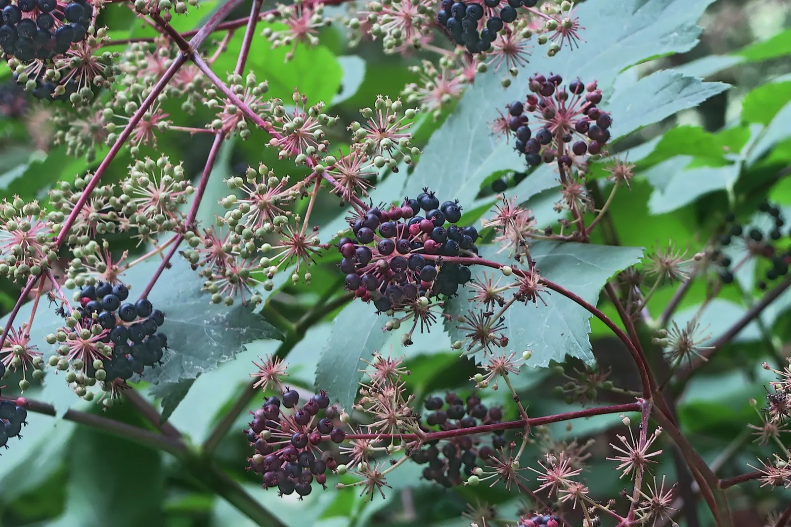 American Spikenard (Aralia Racemosa) — which can grow up to 8 inches long; which are also a food source for birds.<br><br>For optimal growth