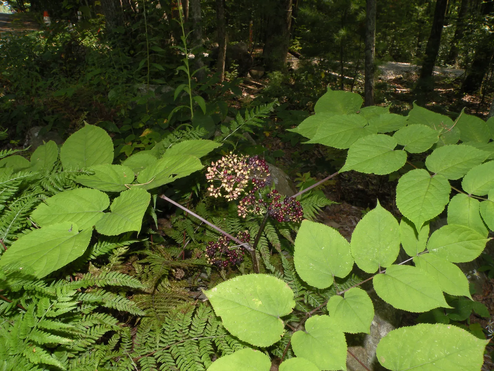 American Spikenard (Aralia Racemosa) — providing both aesthetic appeal and ecological benefits