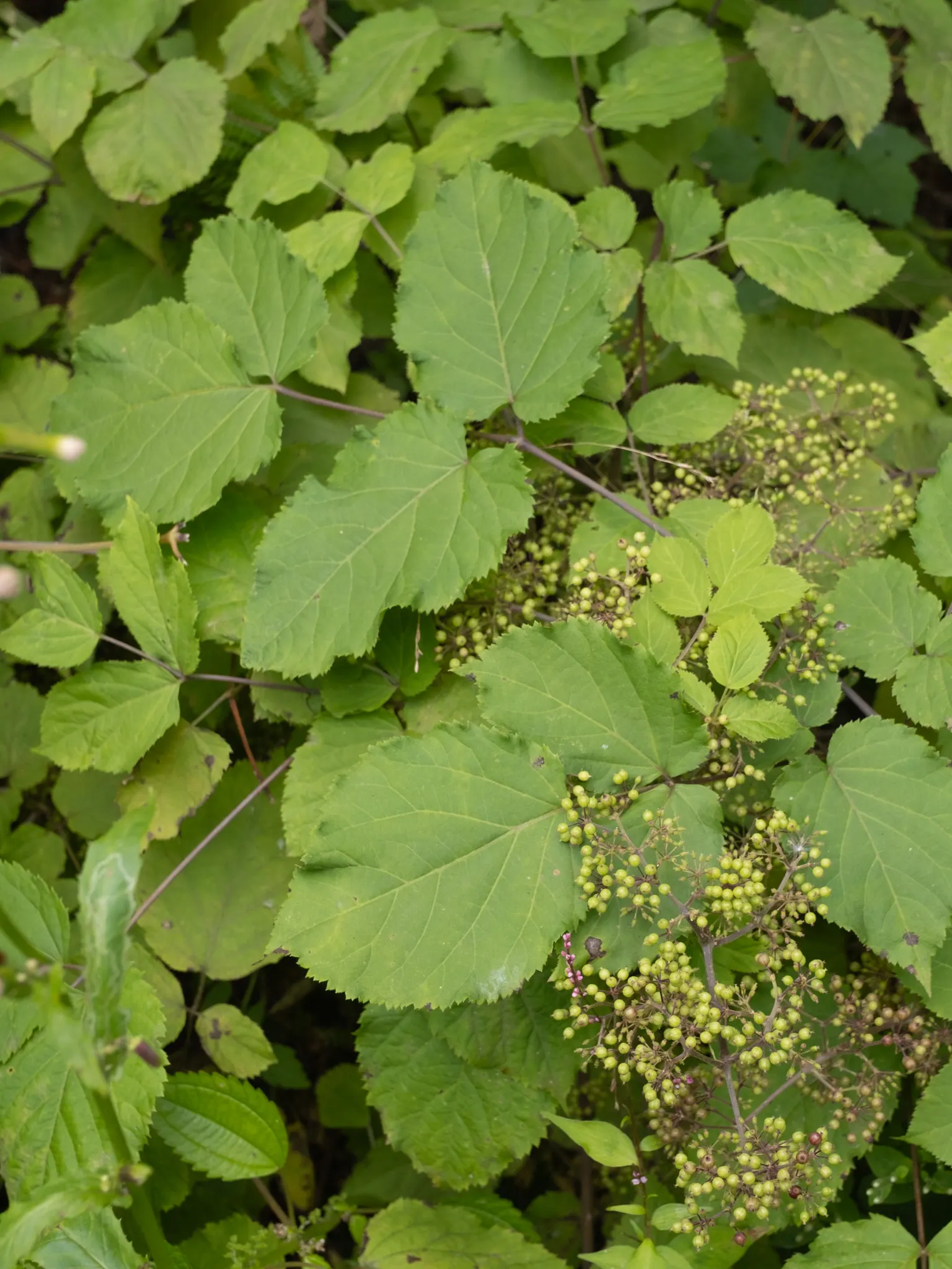 American Spikenard (Aralia Racemosa) — Reaching up to 3-4 feet tall with a similar spread; coarse texture in the landscape.<br><br>Reaching an, image 58