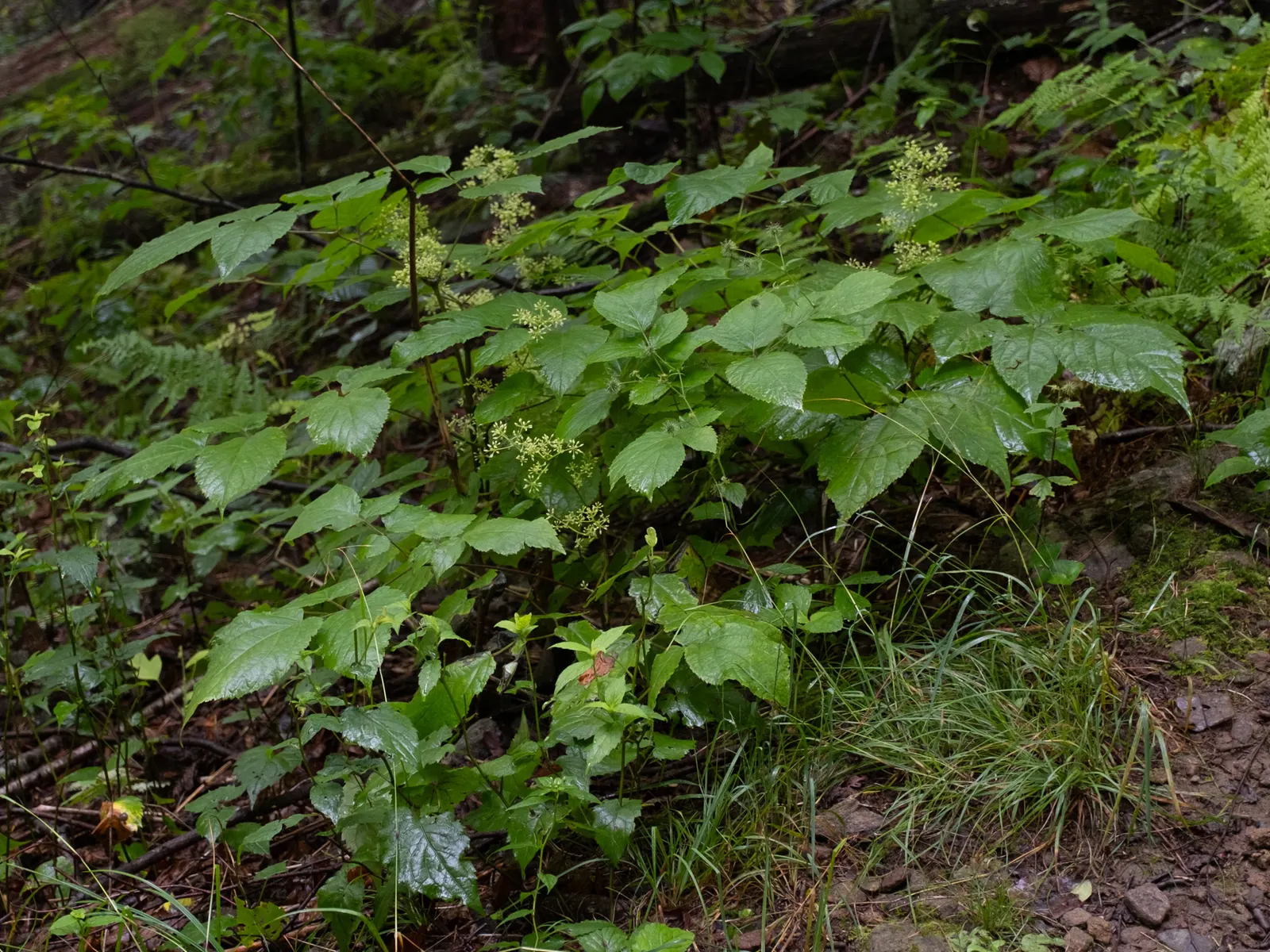 American Spikenard (Aralia Racemosa) — Noted for its striking foliage and berry display, it adds a lush, woodland aesthetic; which are also a food, image 63