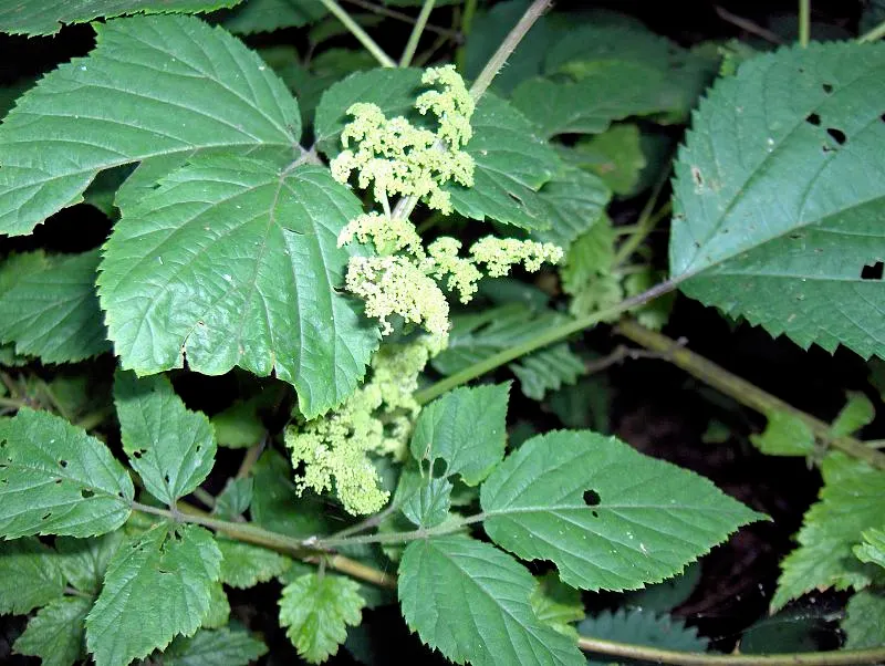American Spikenard (Aralia Racemosa) — commonly known as American Spikenard; providing both aesthetic appeal and ecological benefits