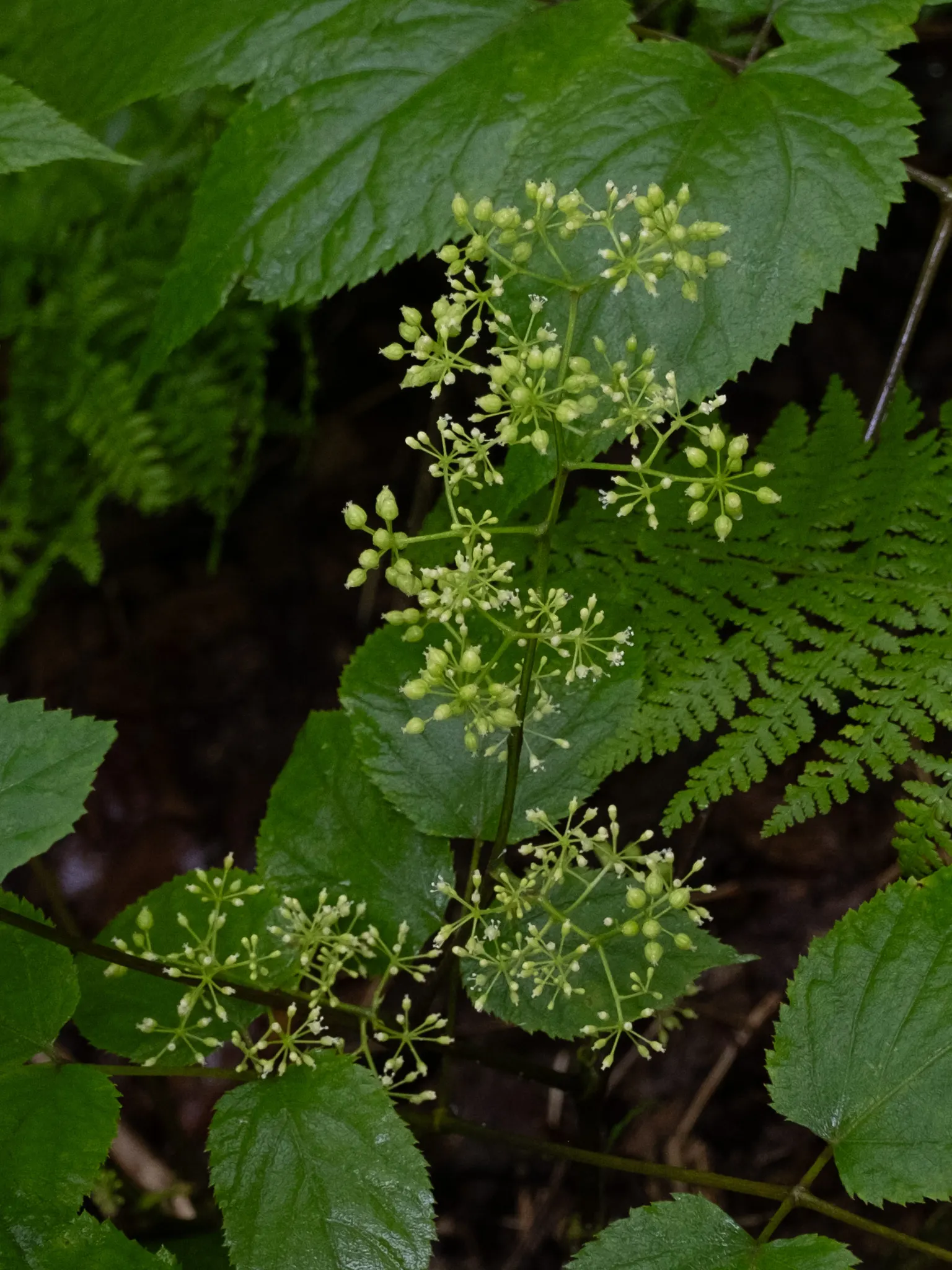 American Spikenard (Aralia Racemosa) — These blossoms are attractive to pollinators and give way to ornamental