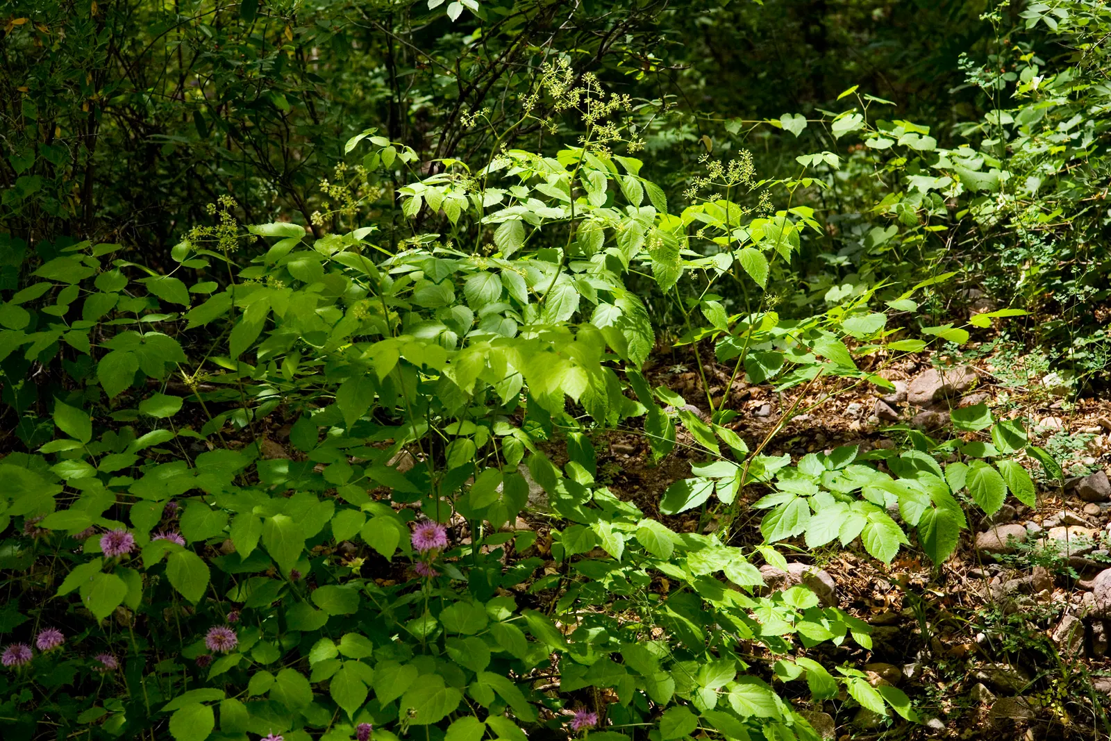 American Spikenard (Aralia Racemosa) — making it an excellent background plant in shaded garden areas or naturalized woodland settings