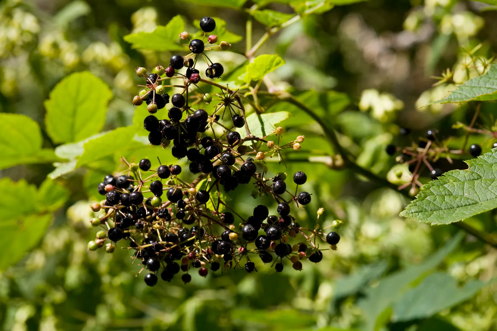 American Spikenard (Aralia Racemosa) — dark purple berries in the fall