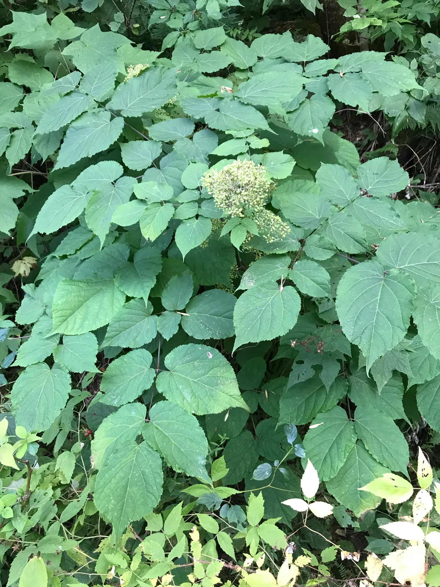 American Spikenard (Aralia Racemosa) — making it an excellent background plant in shaded garden areas or naturalized woodland settings; compound racemes in