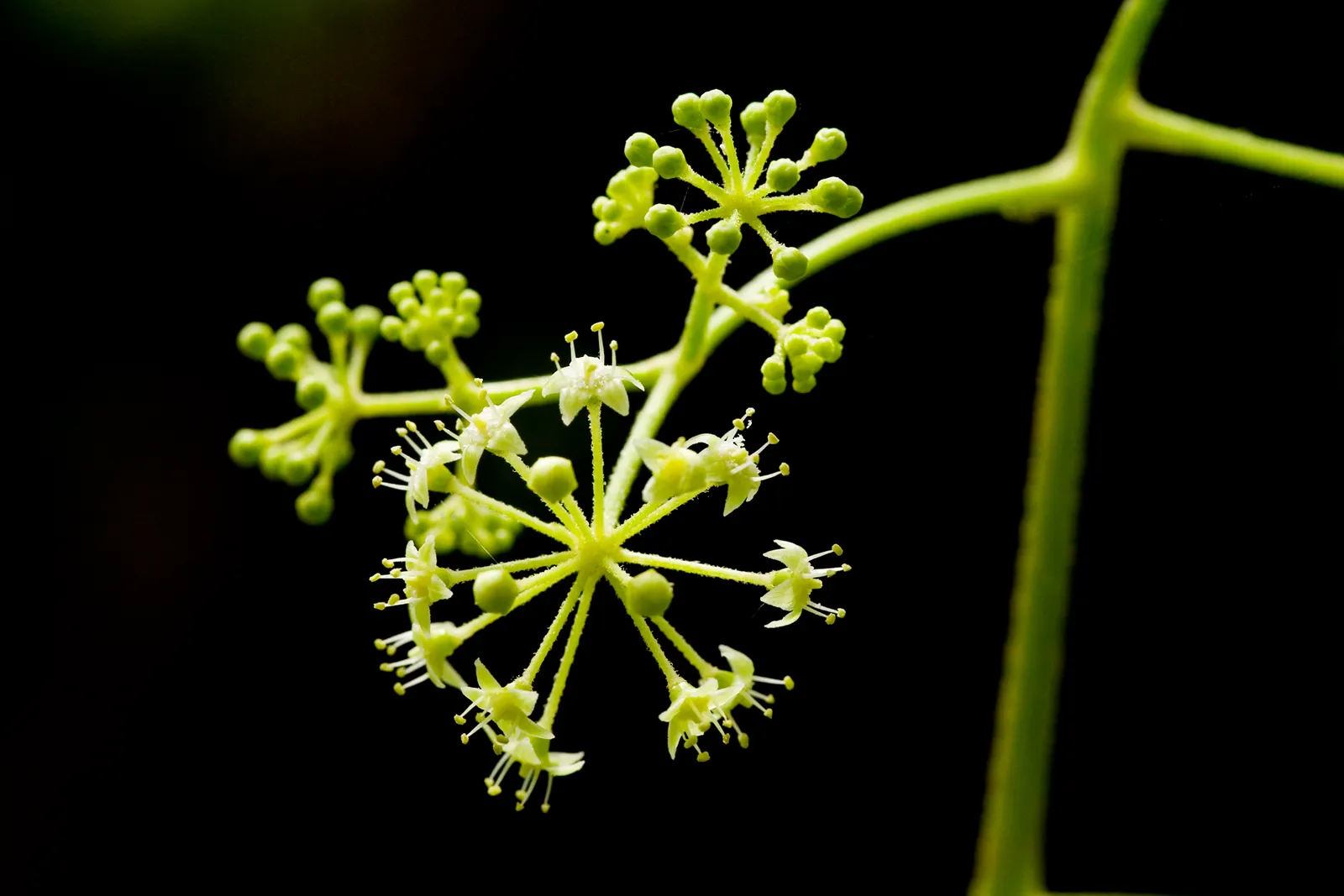 American Spikenard (Aralia Racemosa) — These blossoms are attractive to pollinators and give way to ornamental; providing both aesthetic appeal and, image 72