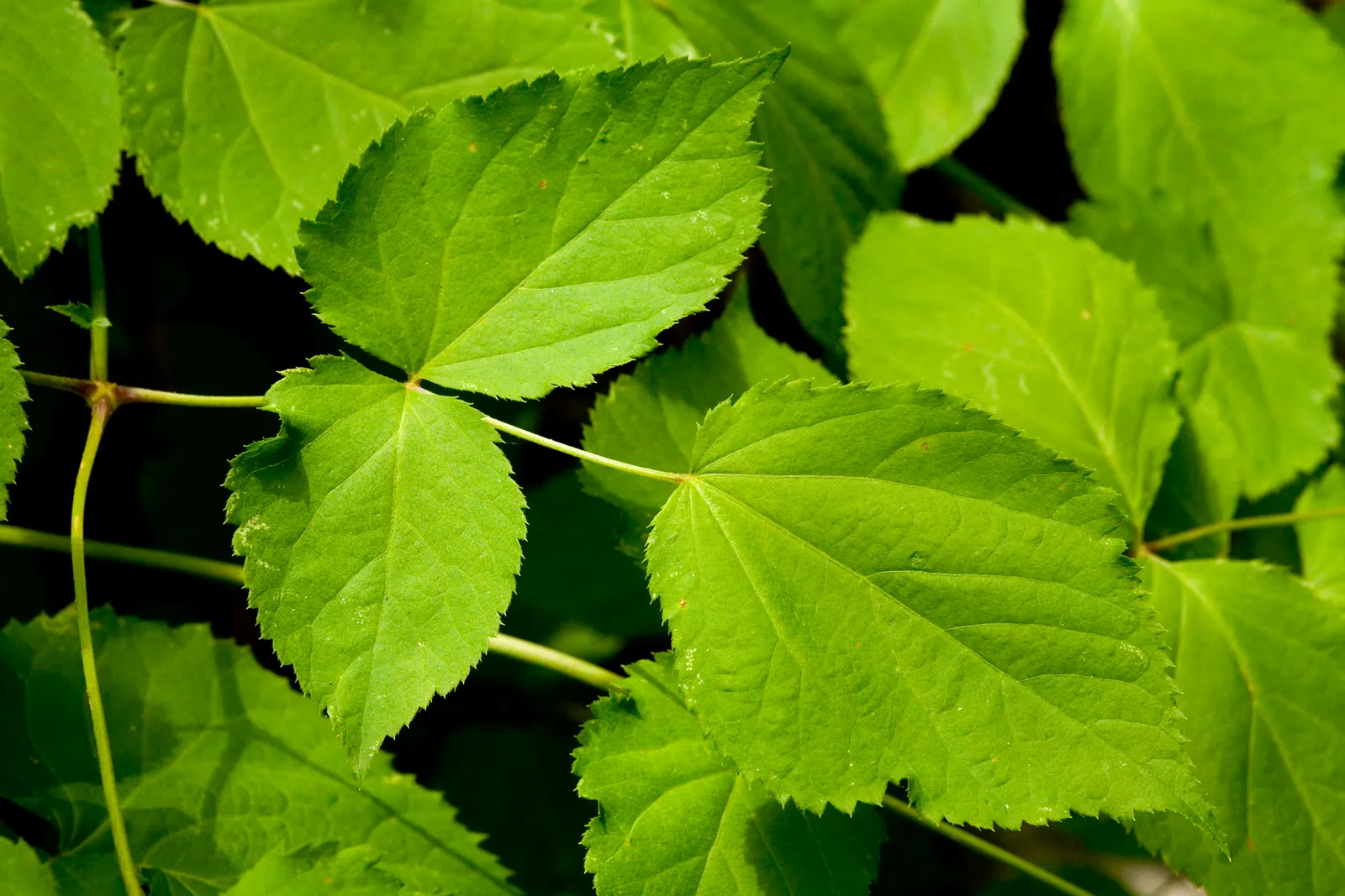 American Spikenard (Aralia Racemosa) — Thrives in partial shade to full shade and prefers moist, fertile soil; coarse texture in the, image 62