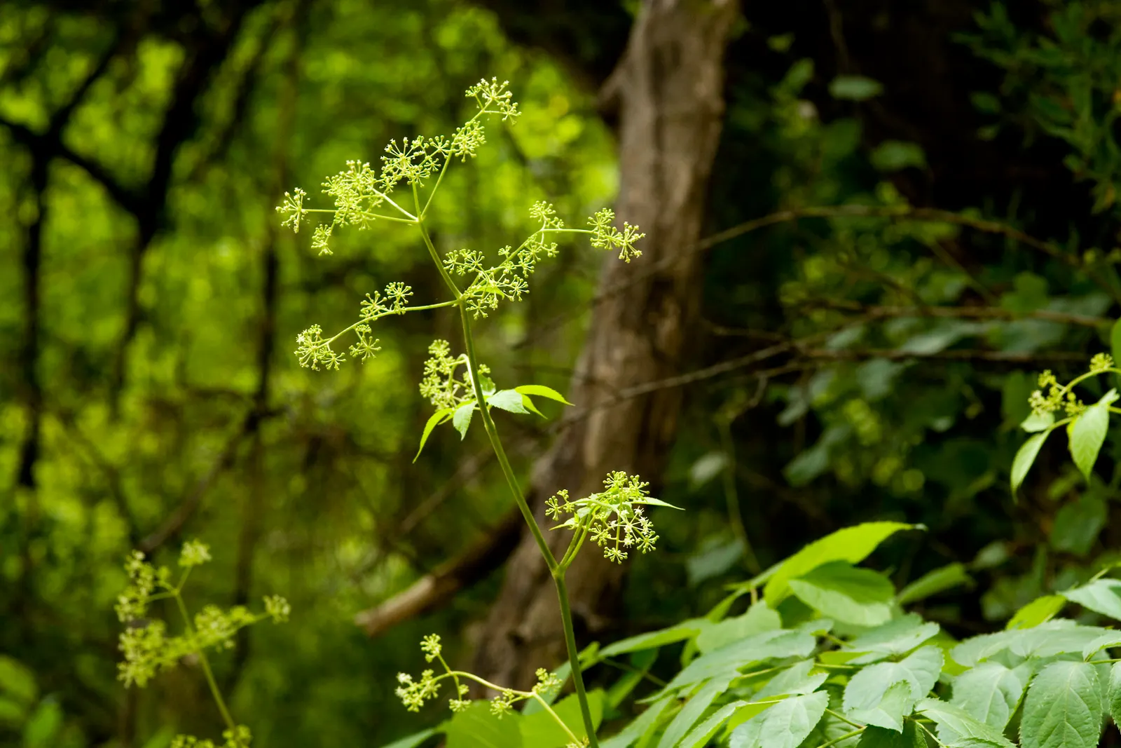 American Spikenard (Aralia Racemosa) — Noted for its striking foliage and berry display, it adds a lush, woodland aesthetic