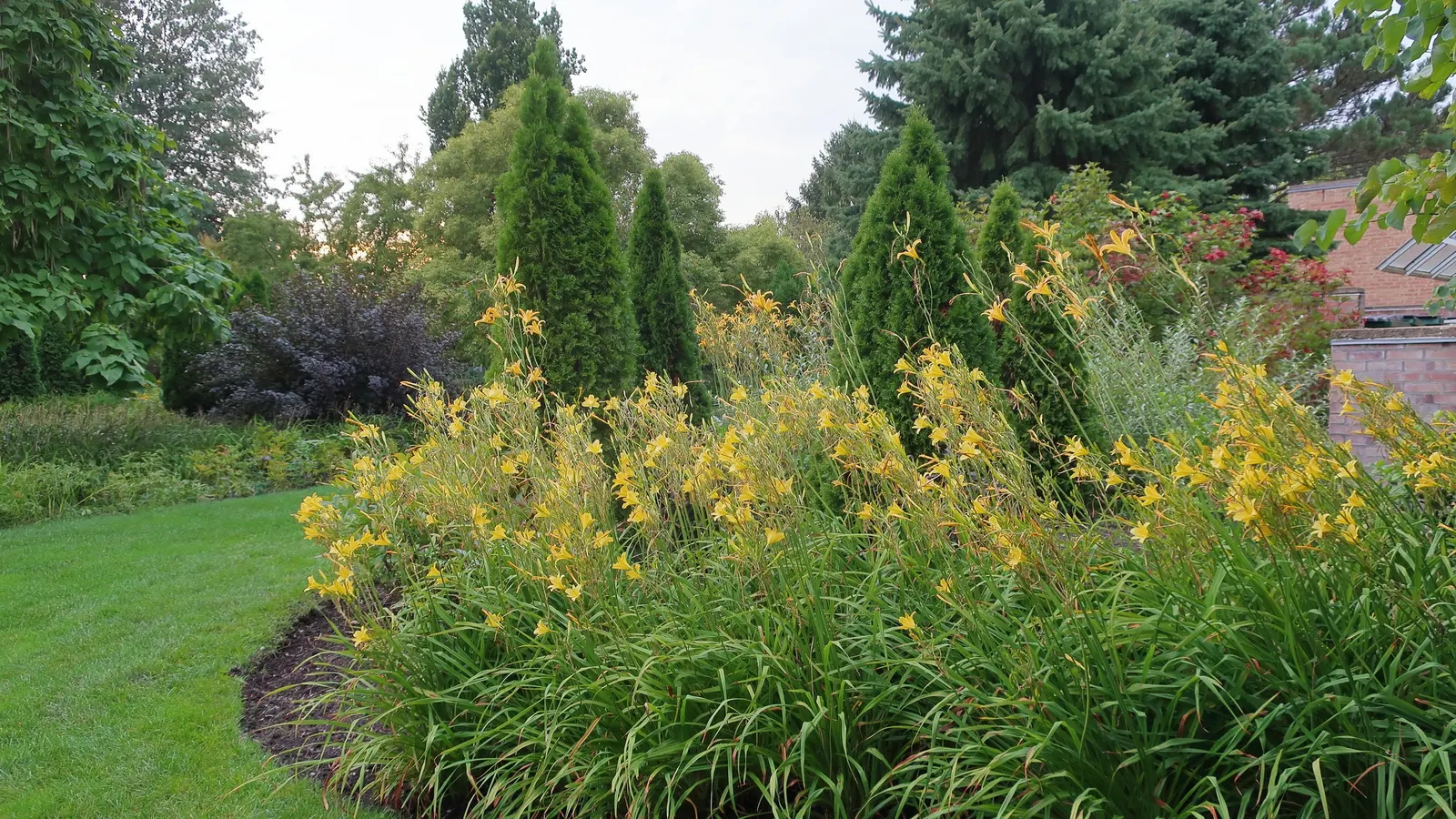 Pyramidal Arborvitae (Thuja Occidentalis 'Pyramidalis') — narrow form reaching 10-15 feet in height with a spread of 3-4 feet