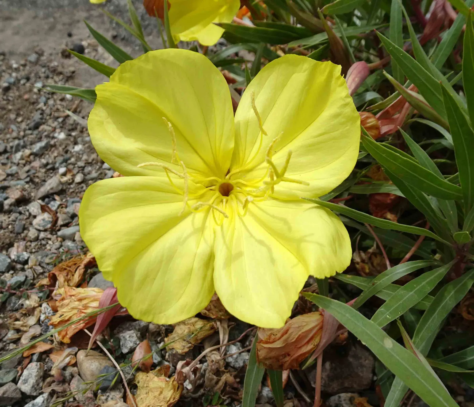 Lemon Silver Evening Primrose (Oenothera Fremontii 'Lemon Silver') — is a perennial showcasing delicate lemon-yellow blooms atop silvery foliage