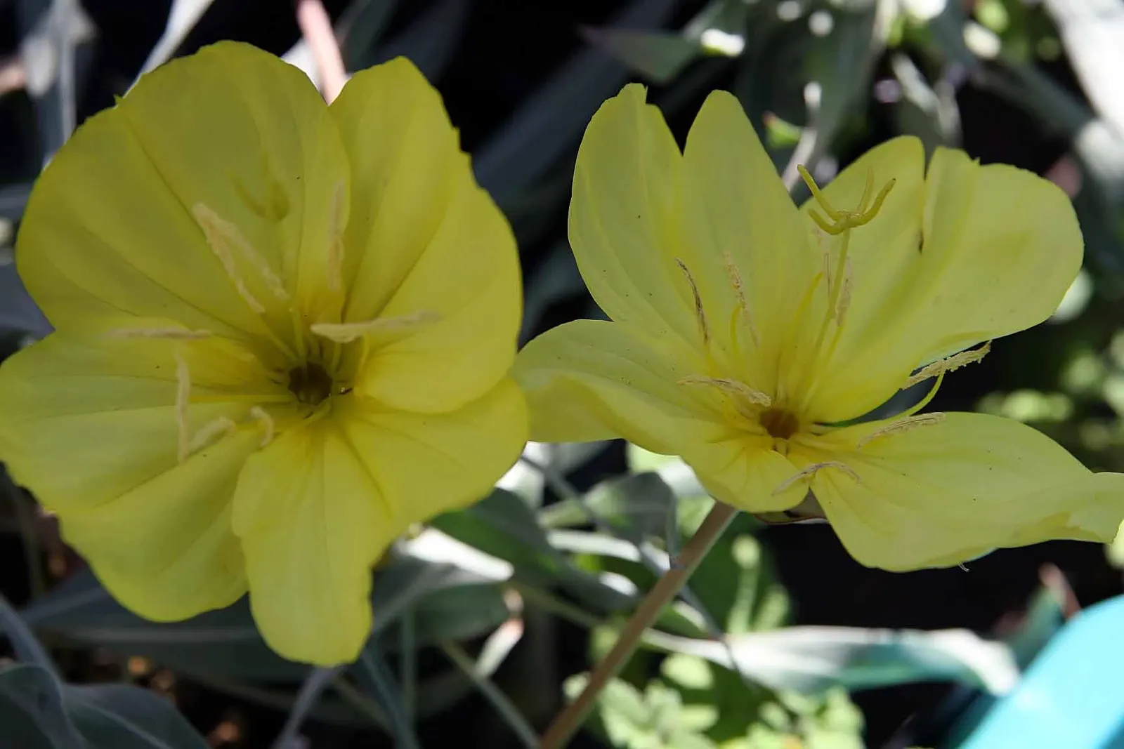Lemon Silver Evening Primrose (Oenothera Fremontii 'Lemon Silver') — Thriving in USDA zones 4-9, it reaches 8-12 inches in height and spreads 10-14 inches wide