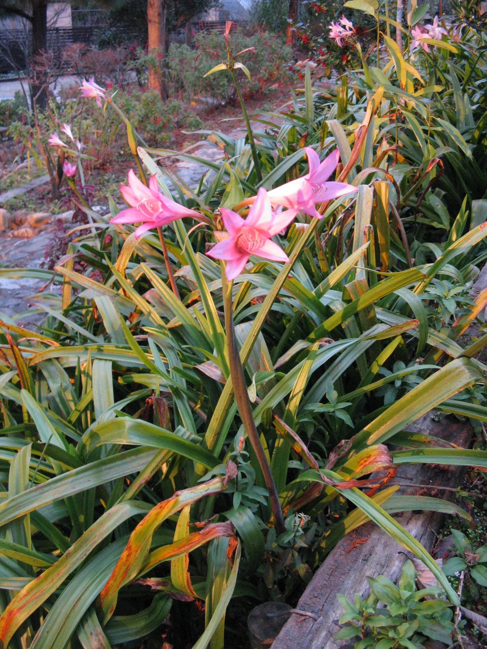 Crinodonna Lily (Amarcrinum Memoria-Corsii) — with an average width of 2 to 3 inches
