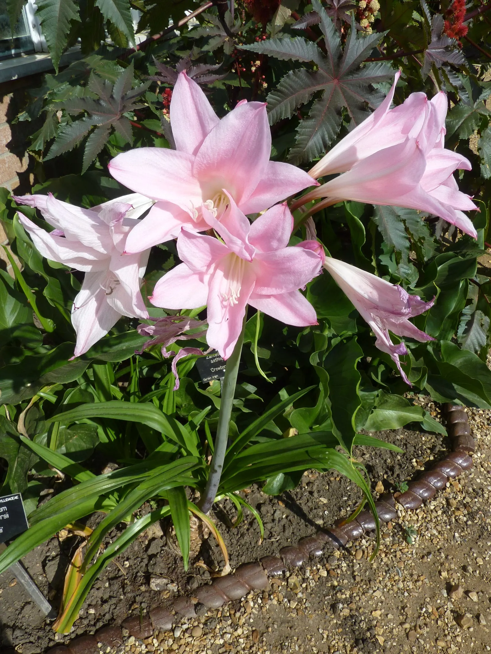 Crinodonna Lily (Amarcrinum Memoria-Corsii) — Preferring full sun to partial shade, this perennial requires well-drained soil