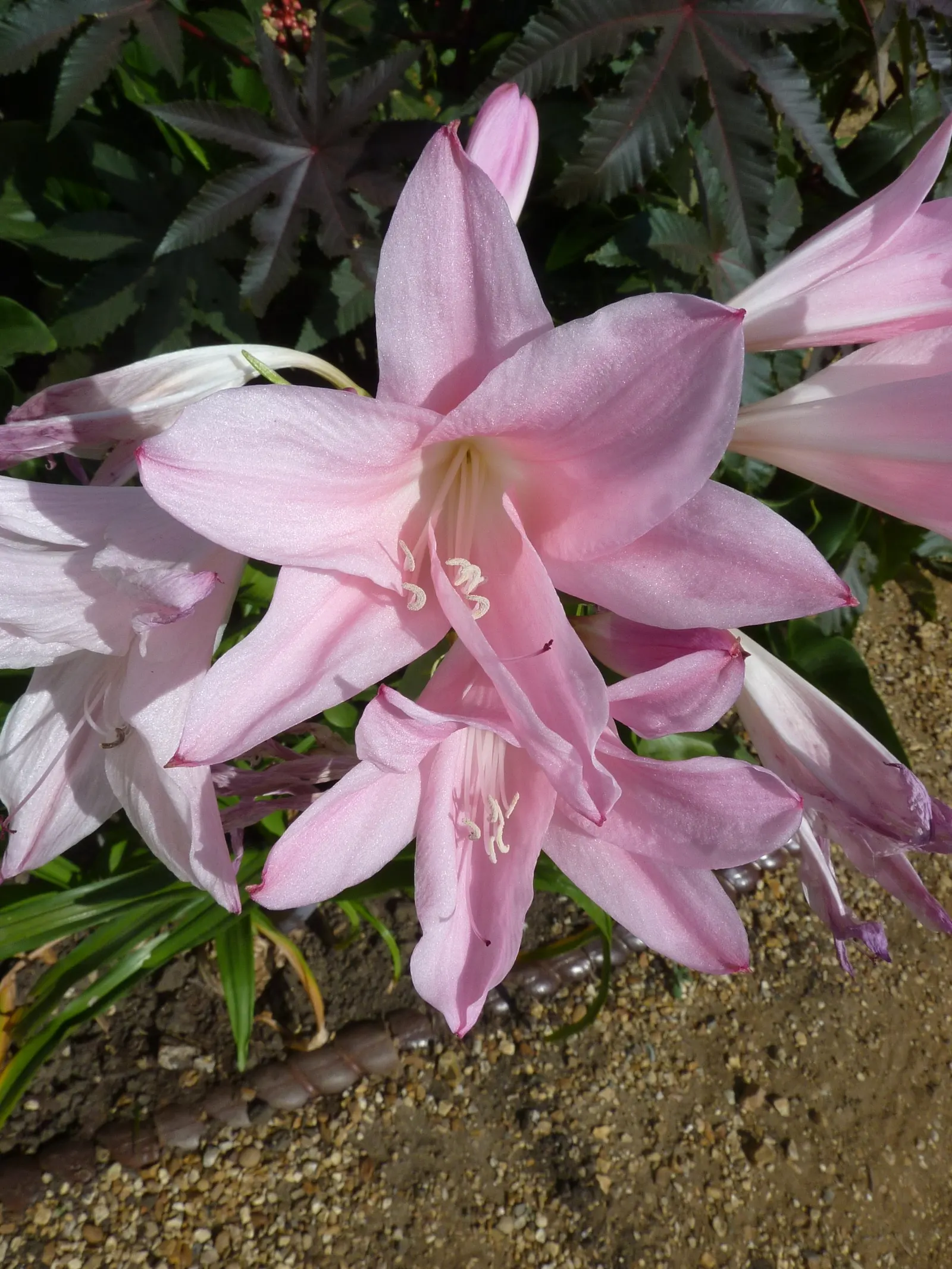 Crinodonna Lily (Amarcrinum Memoria-Corsii) — Blossoming in late summer to early fall, it adds a touch of elegance to beds, borders, and containers