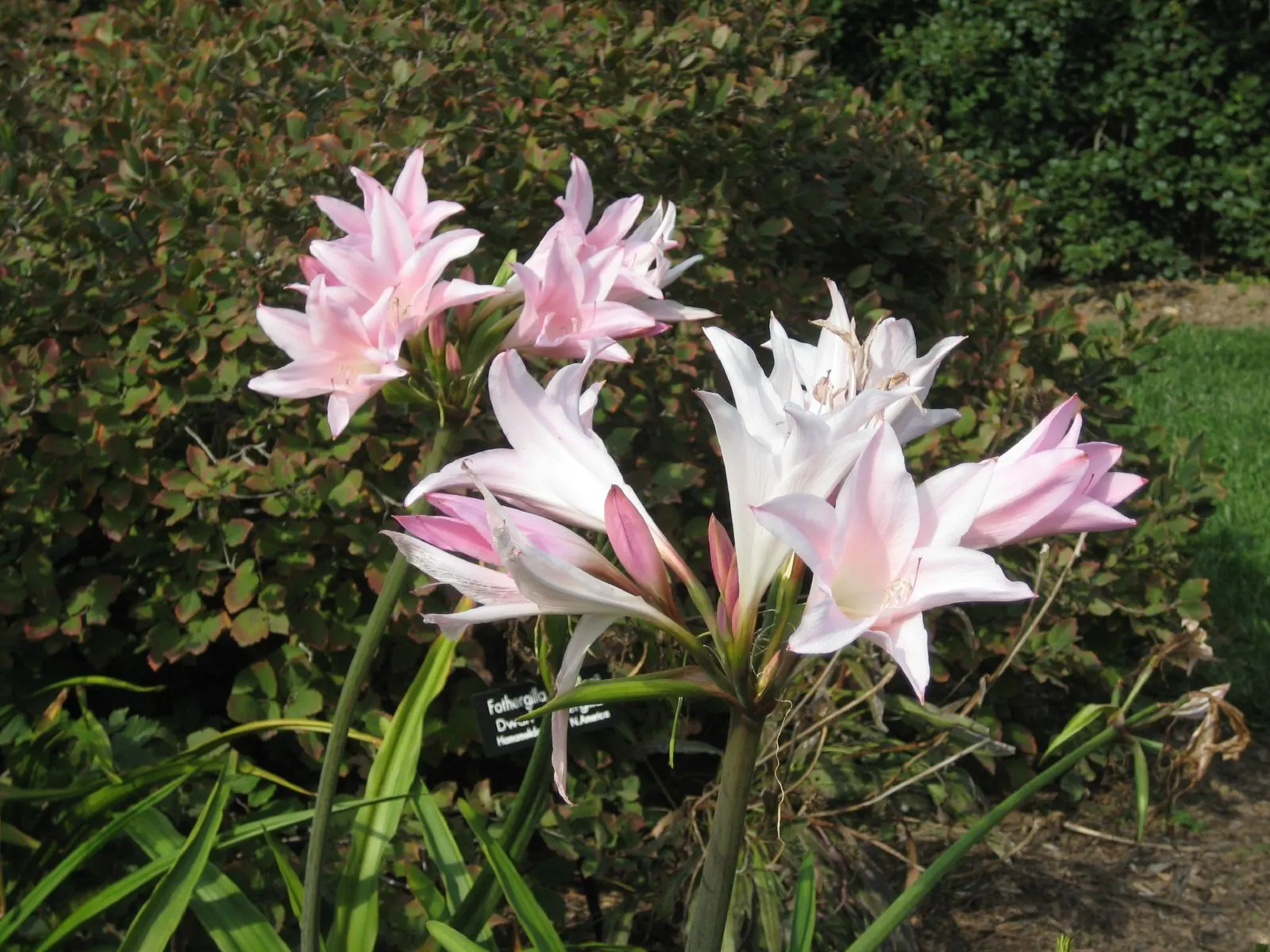 Crinodonna Lily (Amarcrinum Memoria-Corsii) — scientifically named Amarcrinum memoria-corsii
