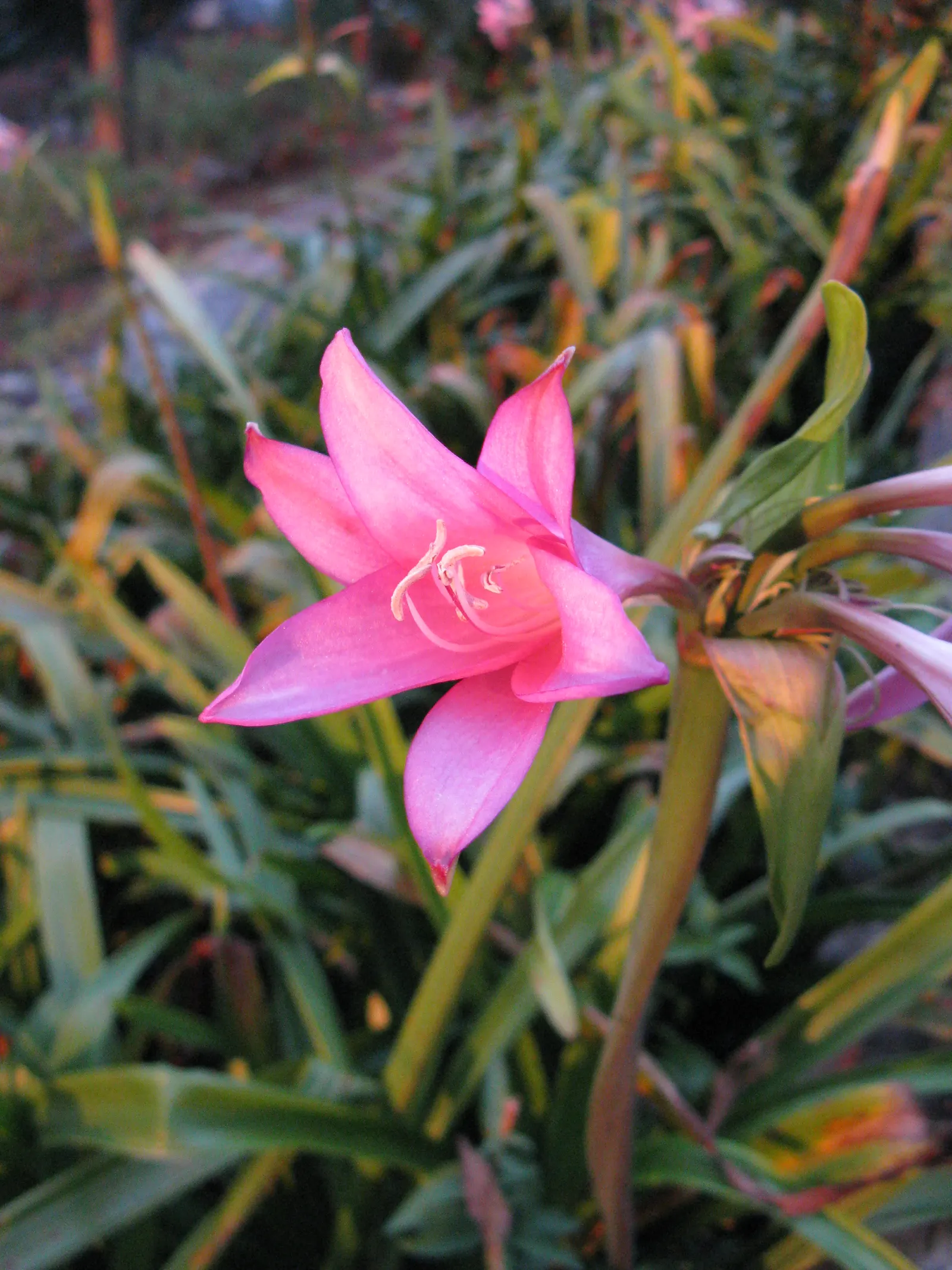 Crinodonna Lily (Amarcrinum Memoria-Corsii) — strap-like foliage that can reach a length of approximately 2 to 3 feet