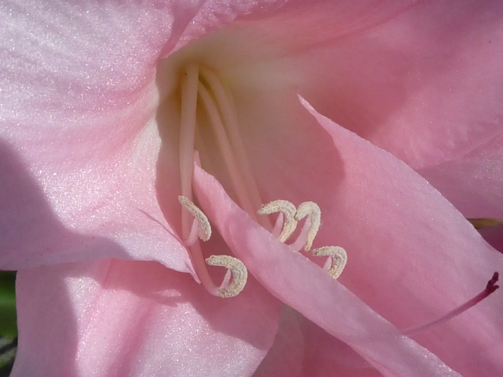 Crinodonna Lily (Amarcrinum Memoria-Corsii) — commonly known as Crinodonna lily