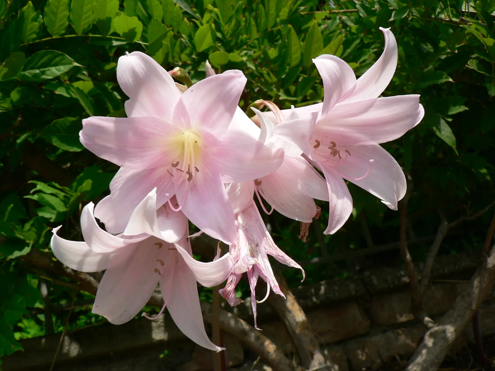 Crinodonna Lily (Amarcrinum Memoria-Corsii) — is a captivating hybrid that melds the resilience of the Amaryllis with the delicate allure of the Crinum lily