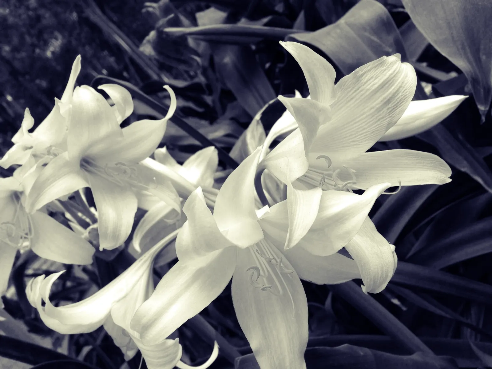 Crinodonna Lily (Amarcrinum Memoria-Corsii) — This charming perennial stands out in a landscape design with its lush