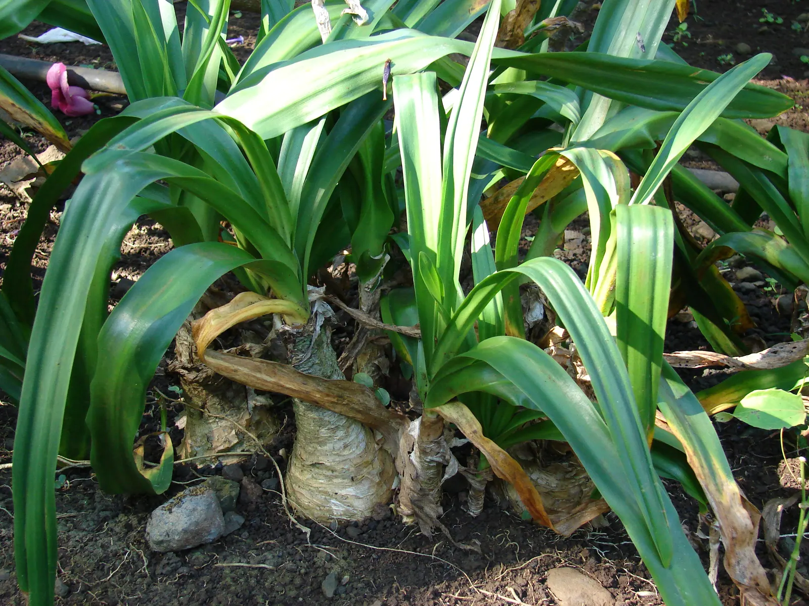 Crinodonna Lily (Amarcrinum Memoria-Corsii) — It thrives in zones 7-10, reaching heights of 2-3 feet with a spread up to 1-2 feet