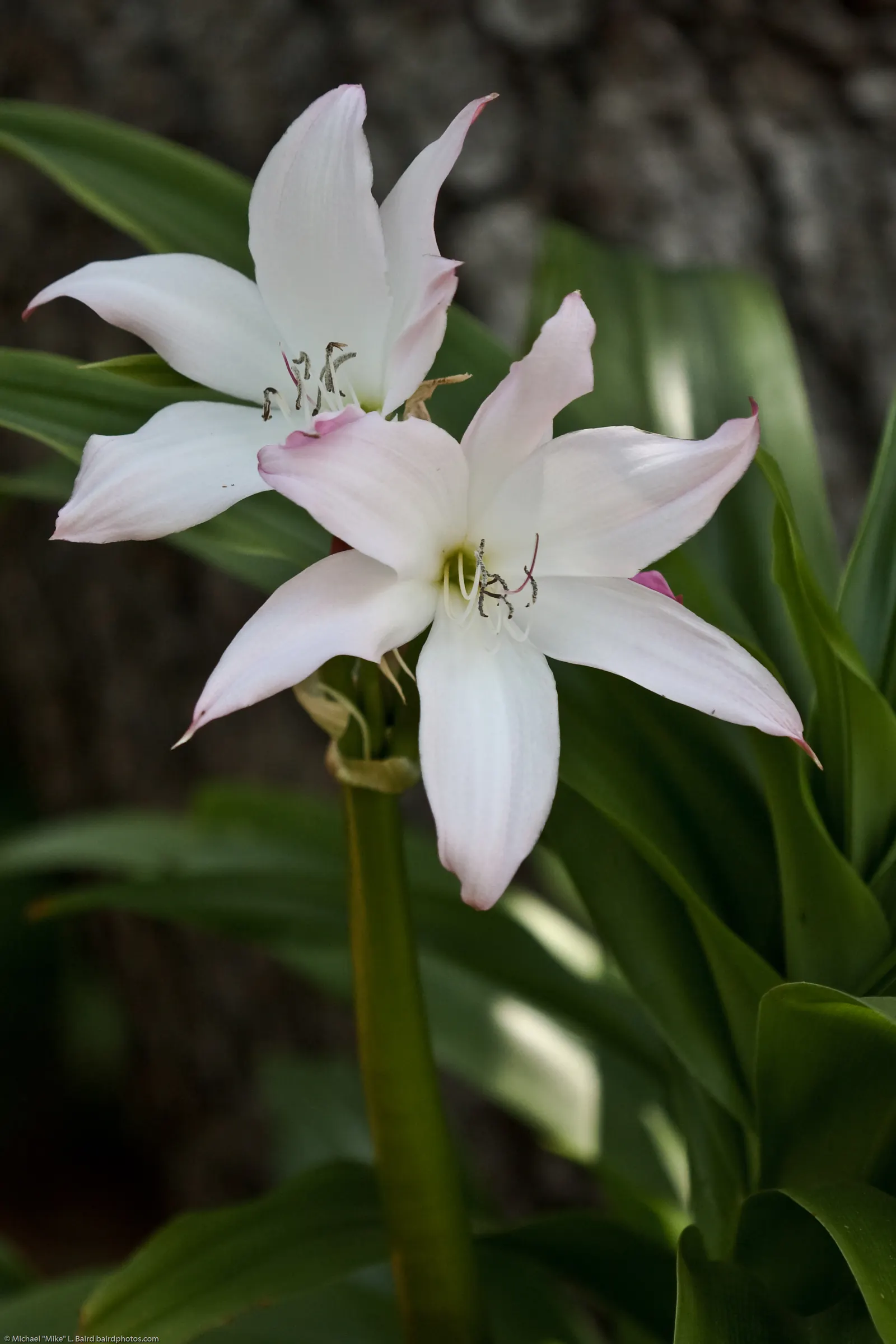 Crinodonna Lily (Amarcrinum Memoria-Corsii) — trumpet-shaped blooms in soft pink hues