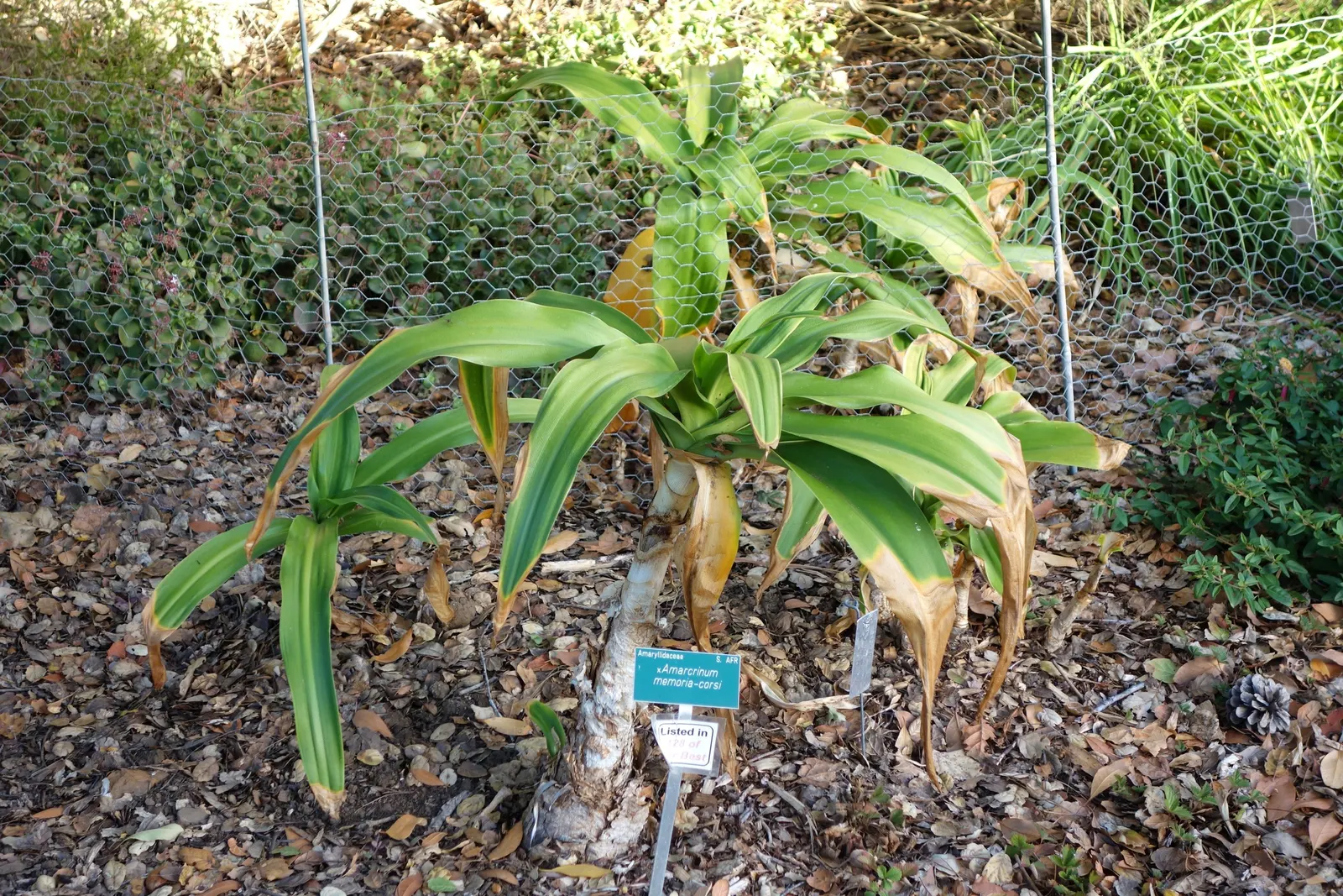 Crinodonna Lily (Amarcrinum Memoria-Corsii) — is a captivating hybrid showcasing elongated