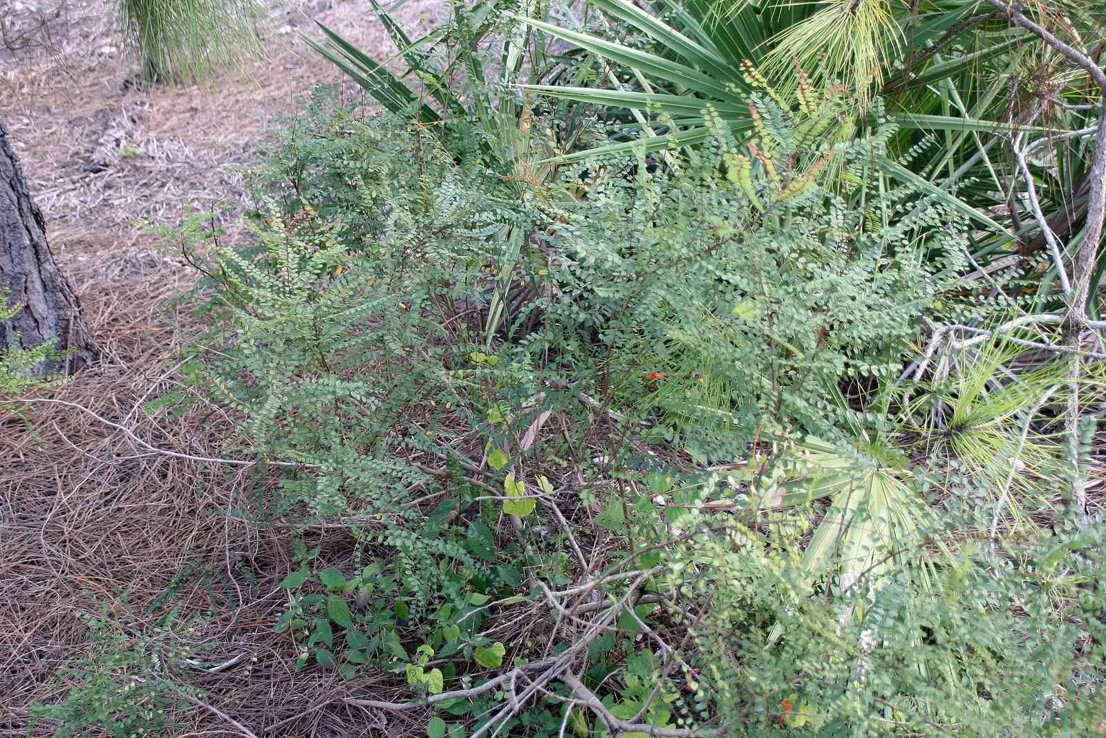 White False Indigo (Baptisia Alba) — Suited to USDA zones 5 to 9, it thrives in full sun to partial shade and prefers well-drained soils