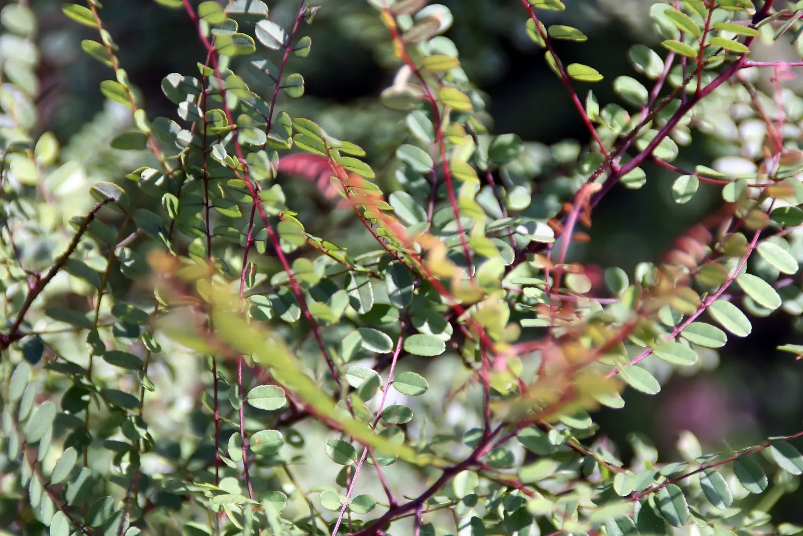 White False Indigo (Baptisia Alba) — Its blue-green foliage adds textural contrast to gardens
