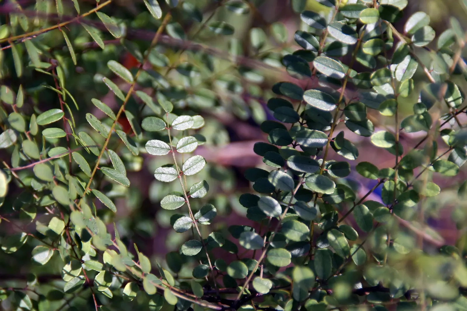 White False Indigo (Baptisia Alba) — crowned with spires of pea-like