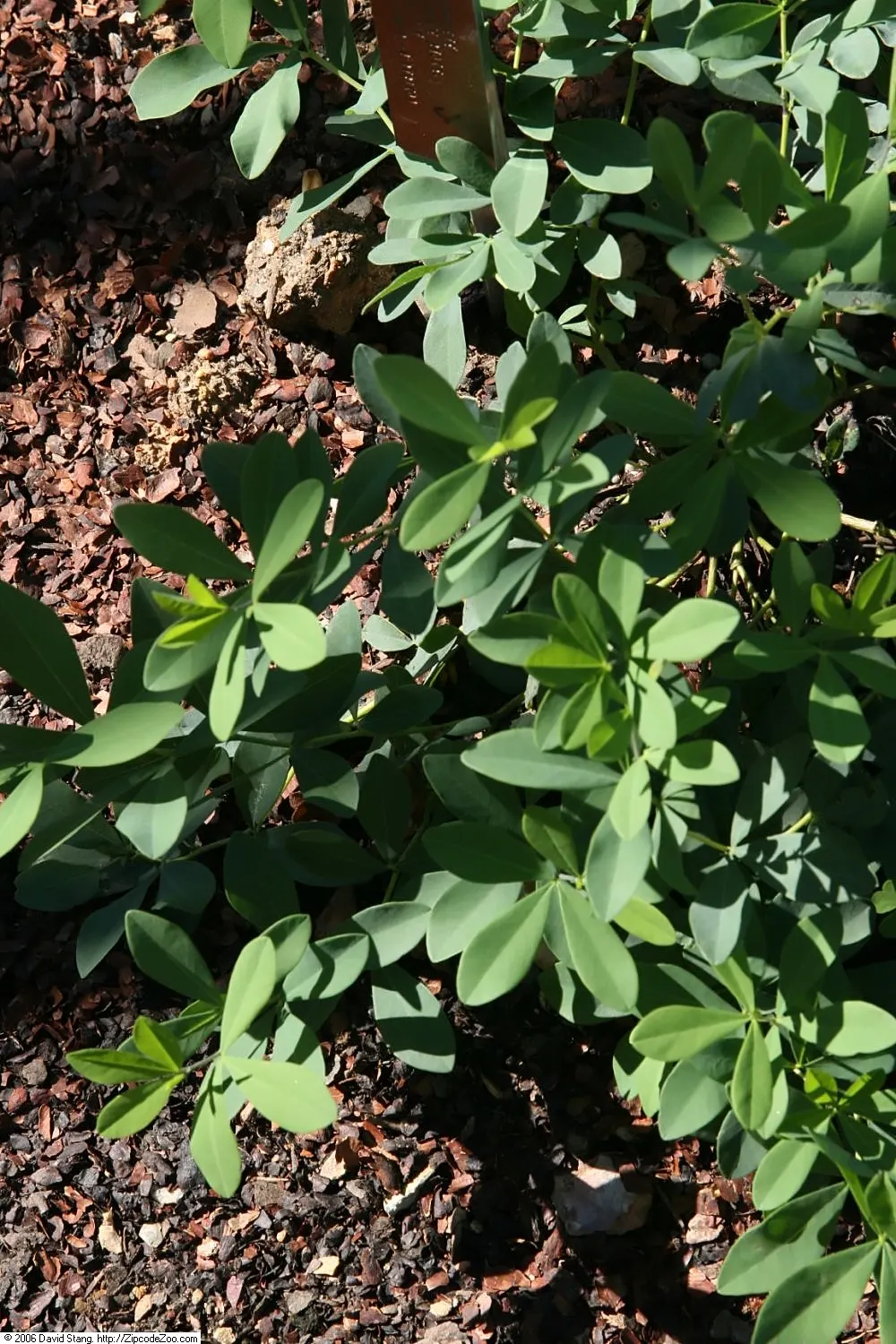 White False Indigo (Baptisia Alba) — Drought tolerance makes it a low-maintenance addition