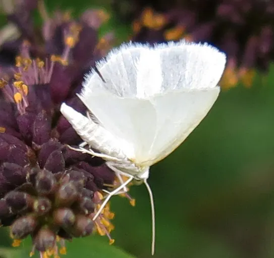 White False Indigo (Baptisia Alba) — The White False Indigo (Baptisia alba)