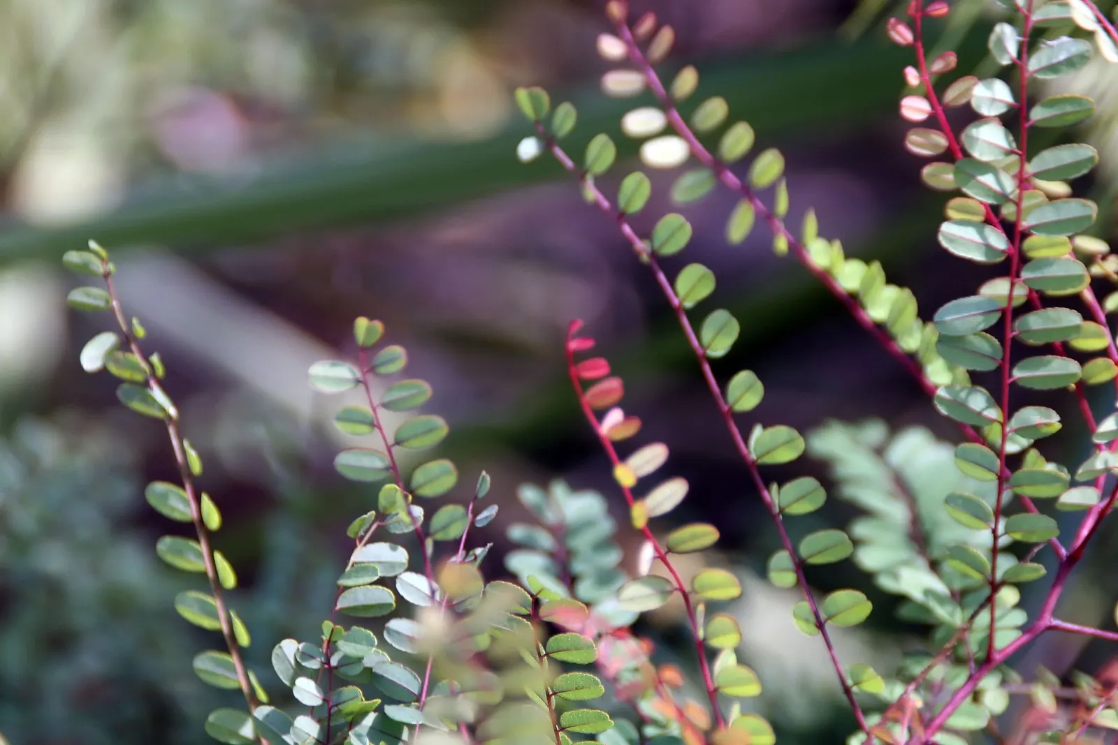 White False Indigo (Baptisia Alba) — This stately plant features upright stems that can reach 3 to 4 feet tall