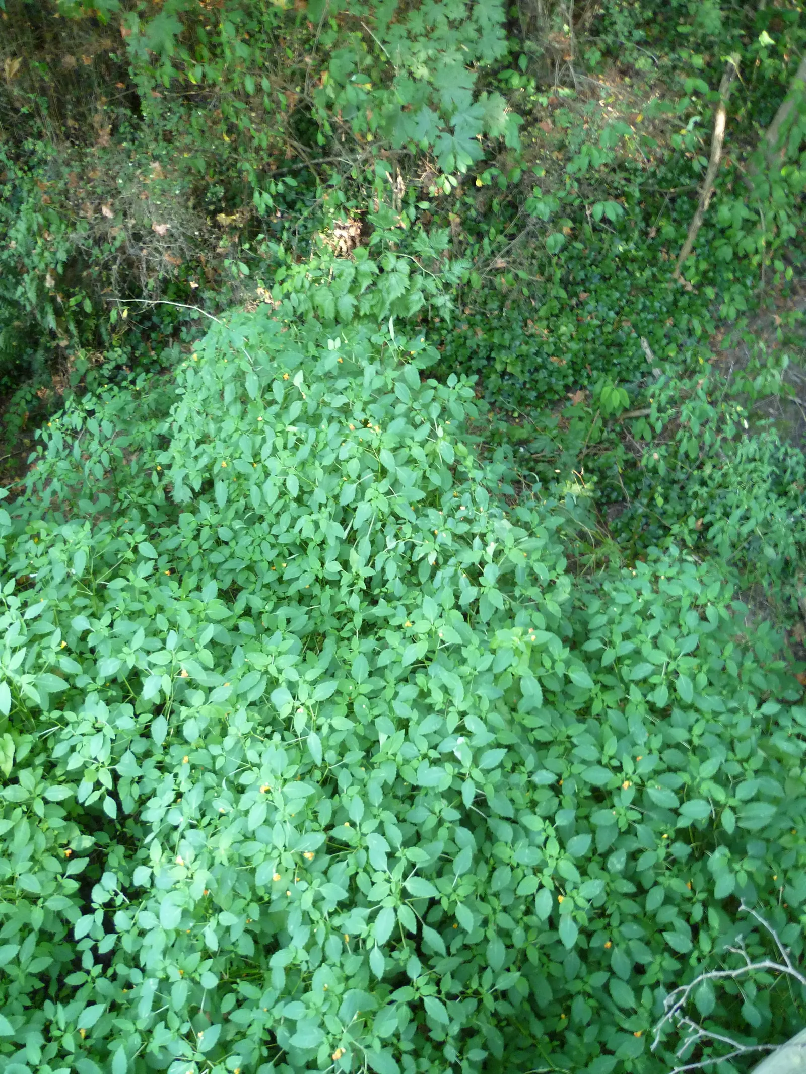 Jewelweed (Impatiens Capensis) — particularly in wet or shady areas; this plant typically reaches a height of 2 to 5 feet and spreads about 1.5 to, image 59