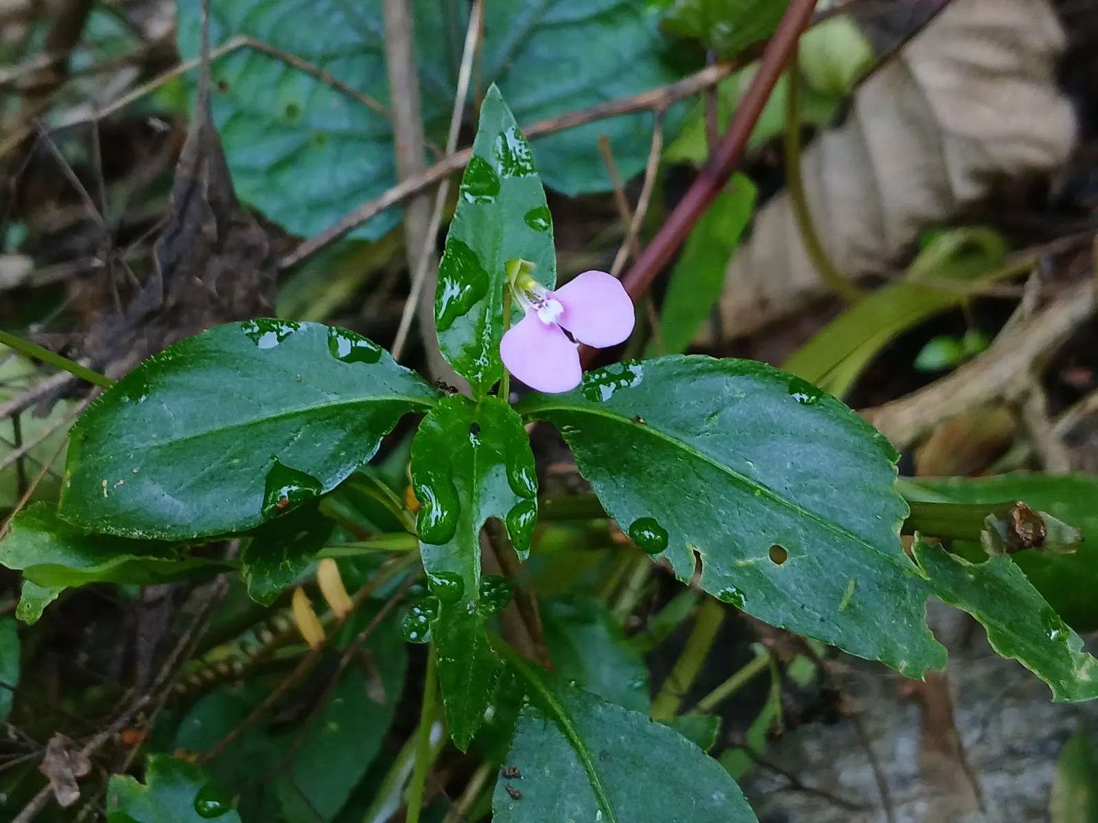 Jewelweed (Impatiens Capensis) — This plant typically reaches a height of 2 to 5 feet and spreads about 1.5 to 2 feet wide; a characteristic that has earned it